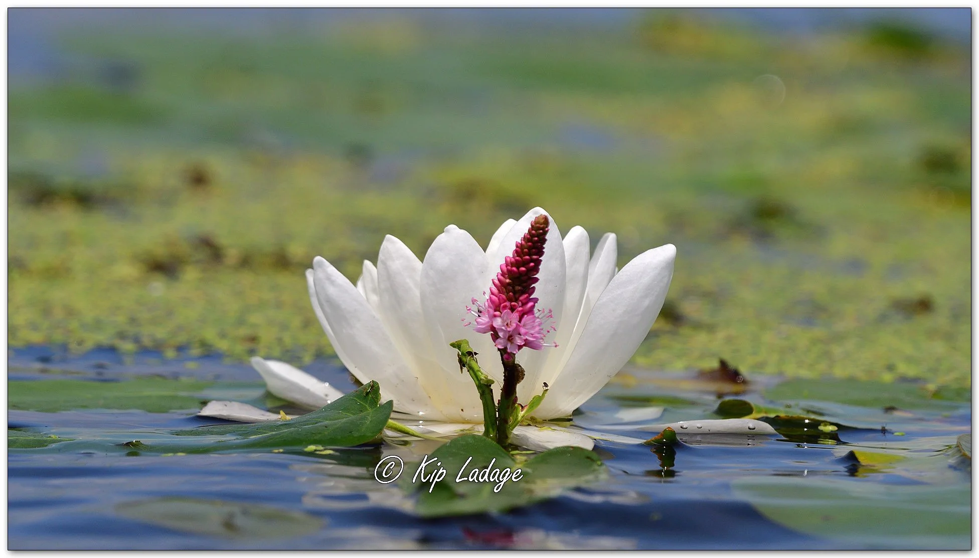 Fragrant Water Lily and Water Smartweed  - Image 1115489