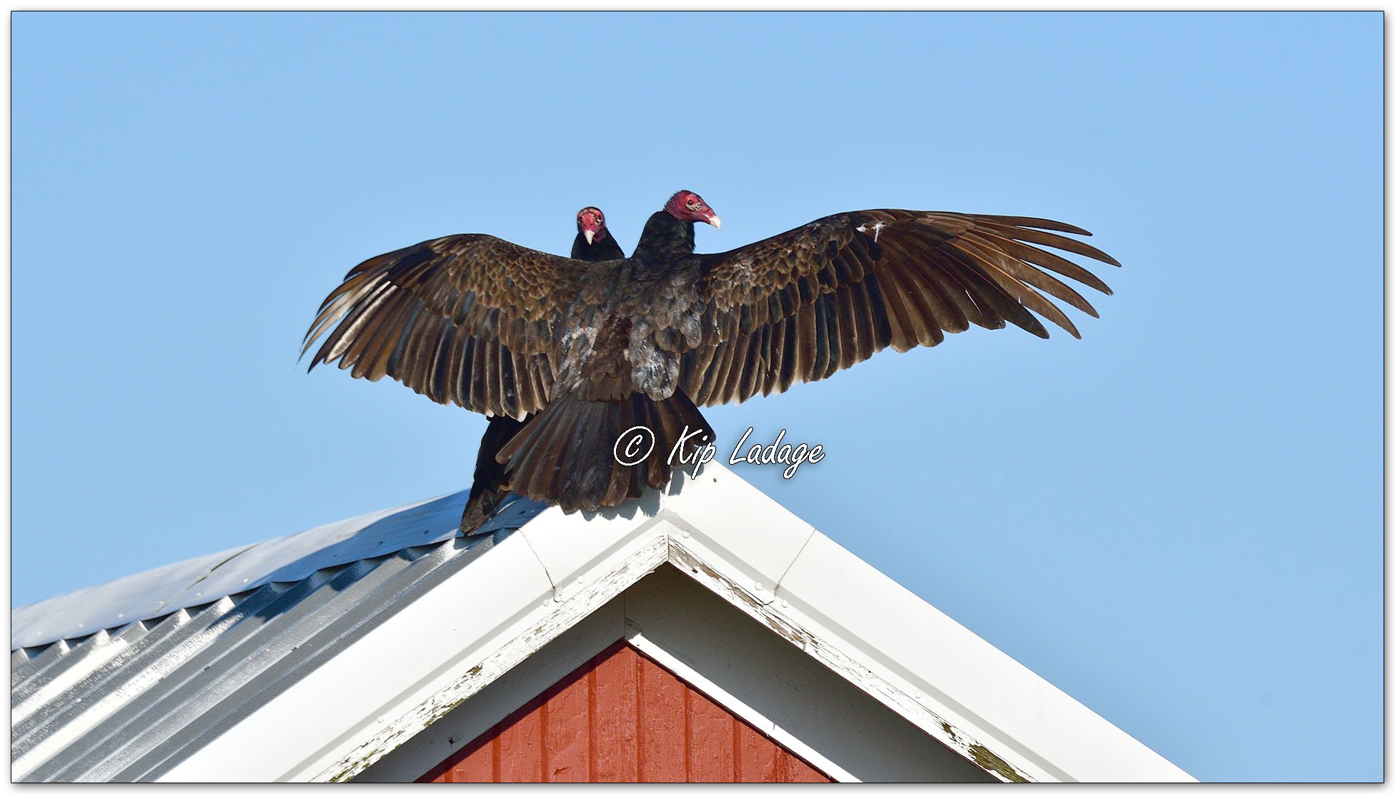 Turkey Vulture on Roof - Image 1089552