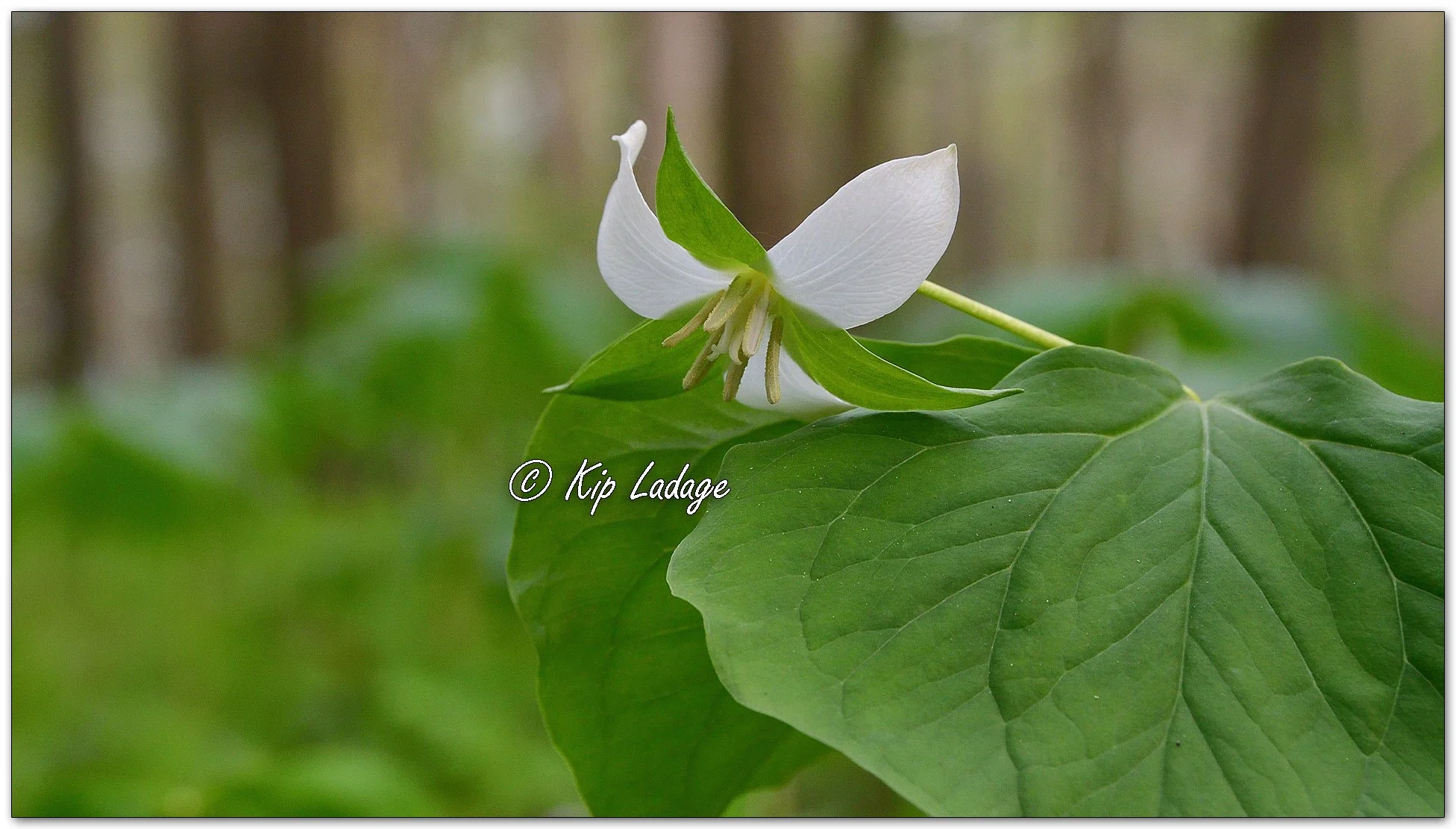Nodding Trillium - Image 1091719