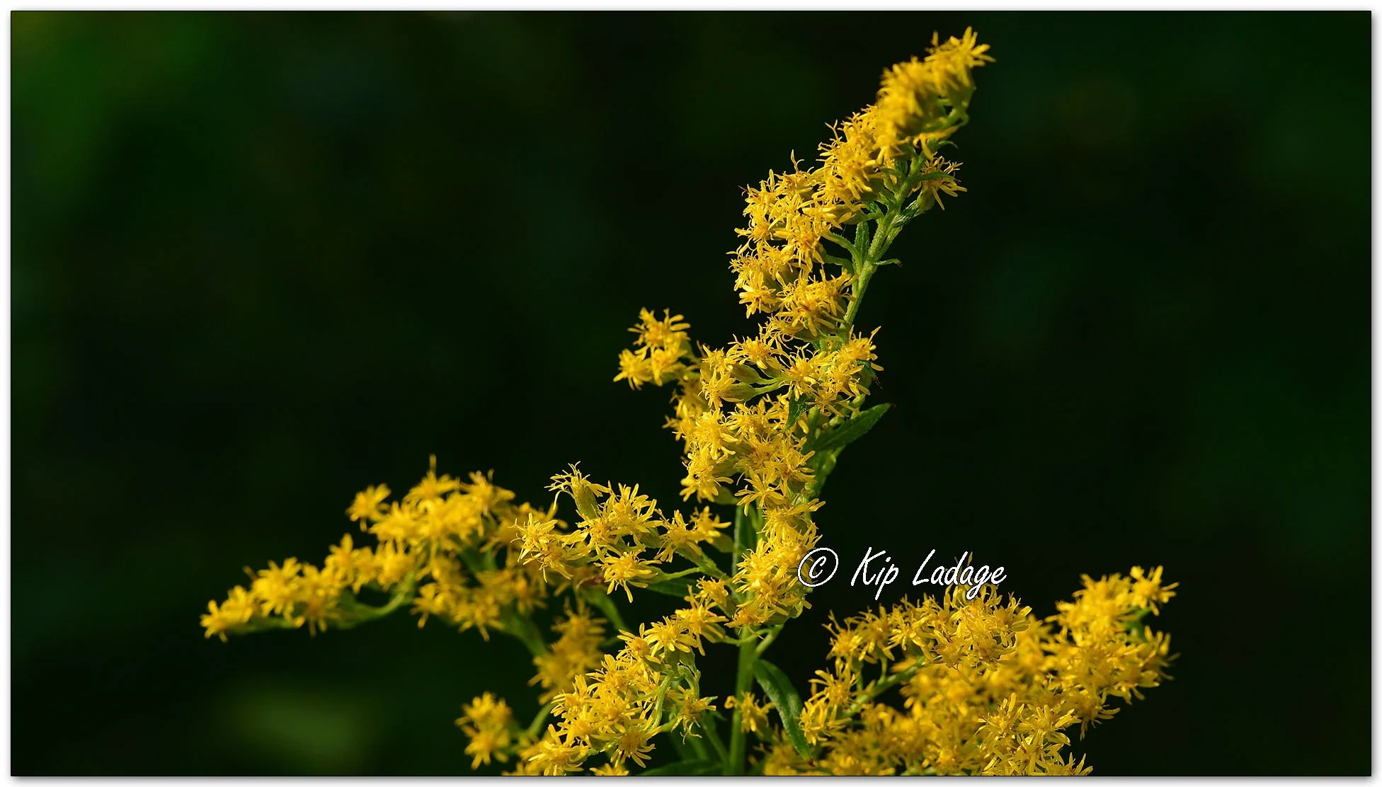 Goldenrod - Image 1139547