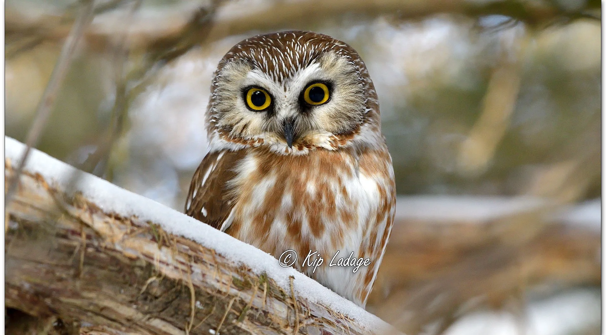 Saw-whet Owl - Image 1073972