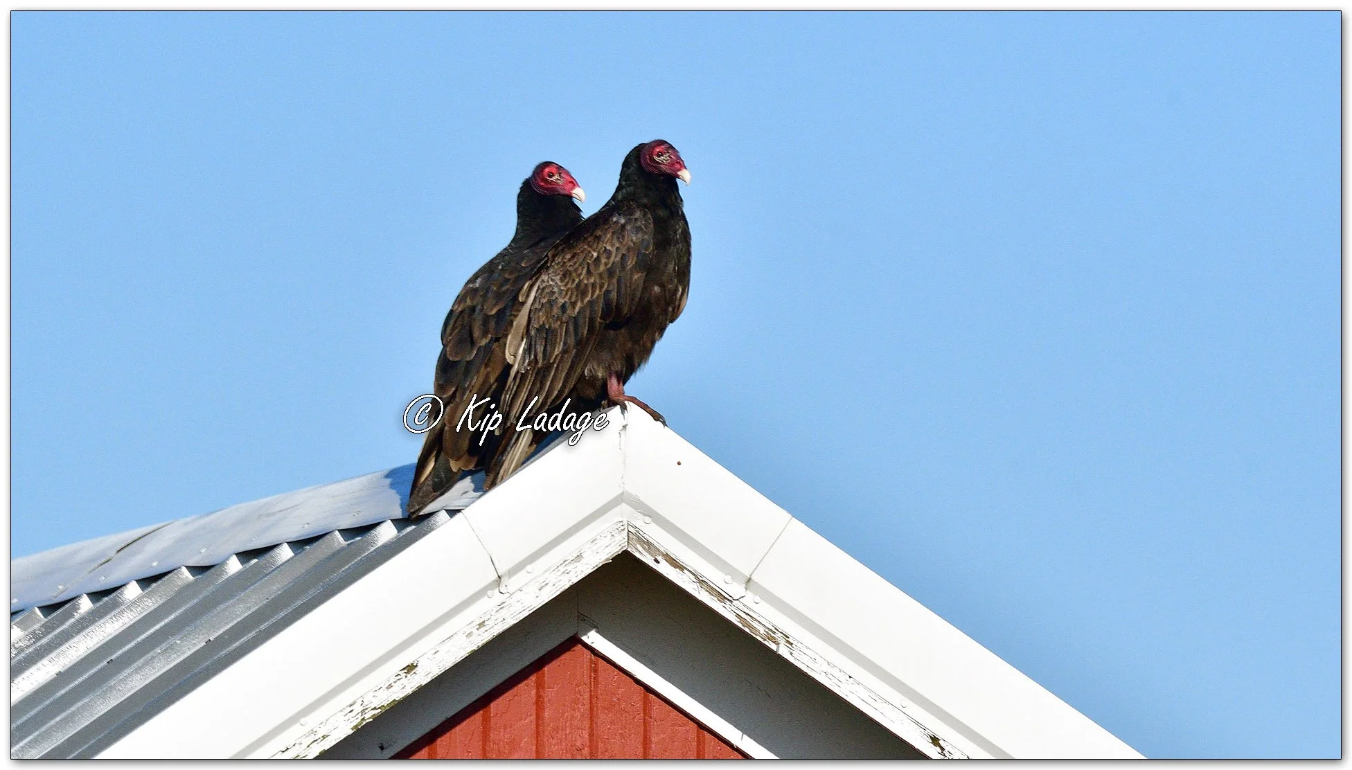 Turkey Vulture on Roof - Image 1089512