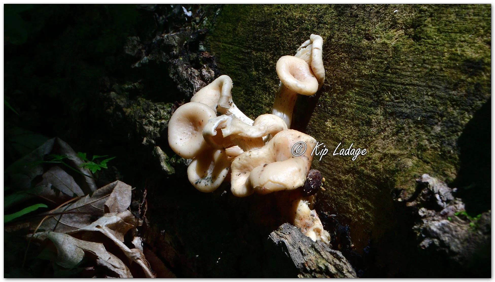Oyster Fungi - Image 1098113