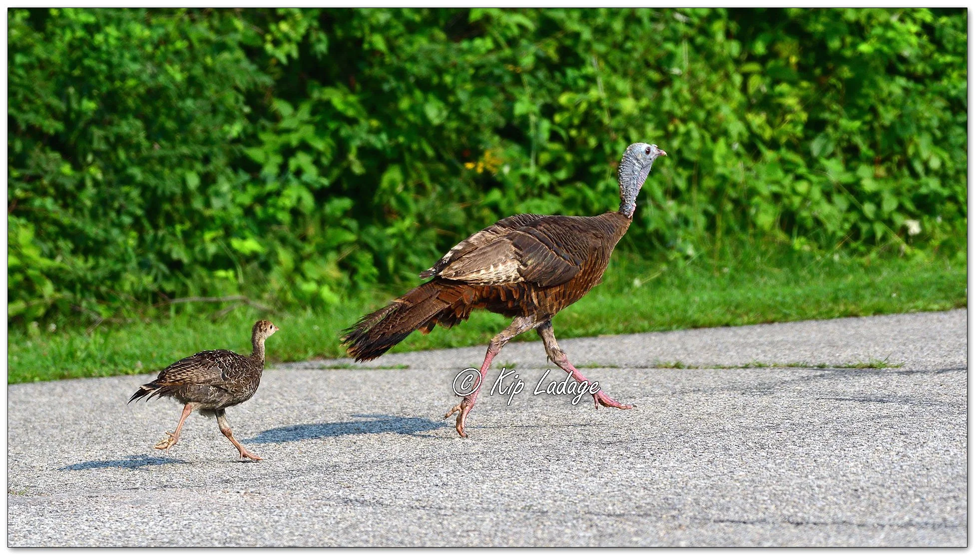 Wild Turkey with Young - Image 1132095