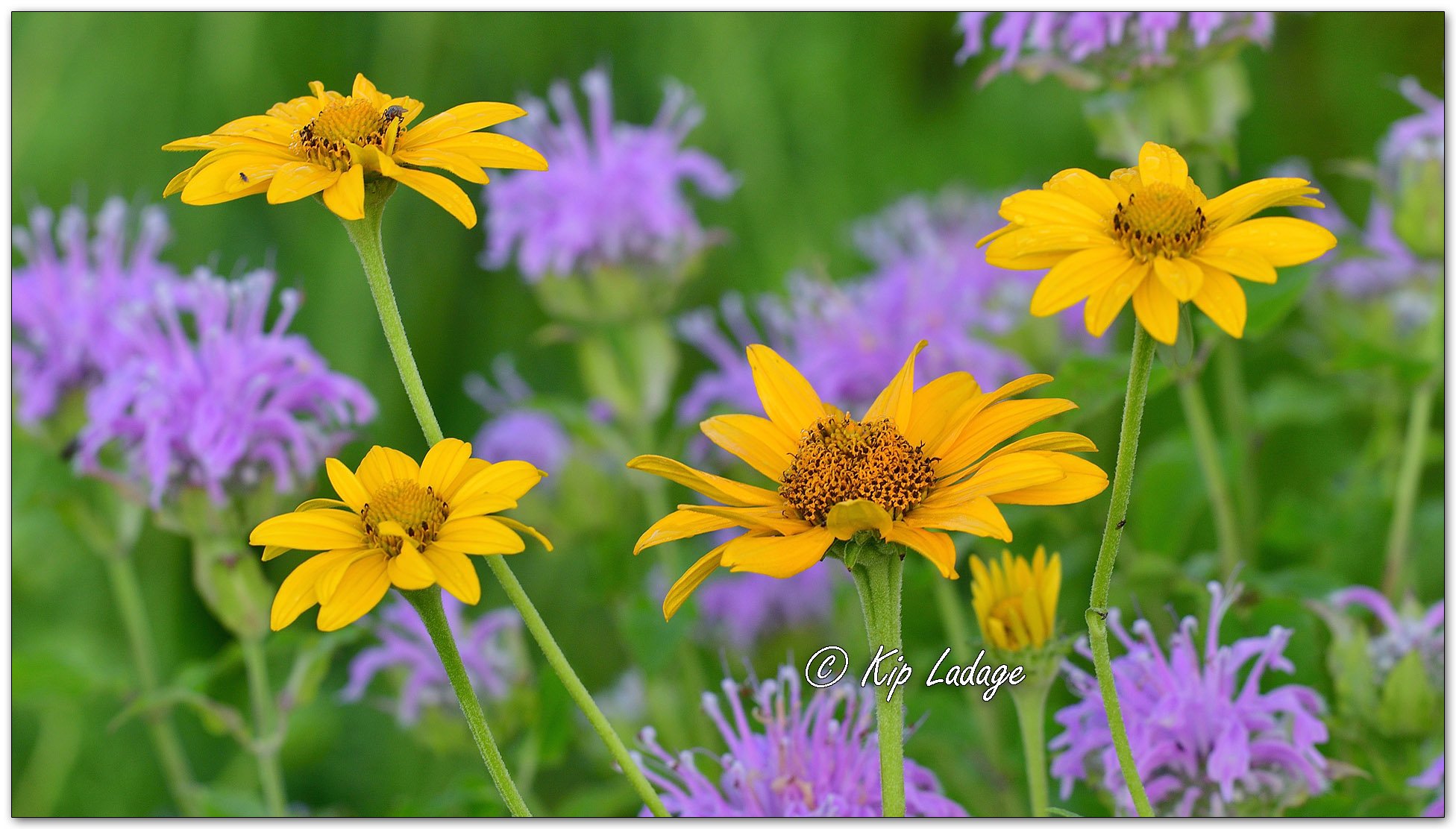 False Sunflower and Wild Bergamot - Image 1118368