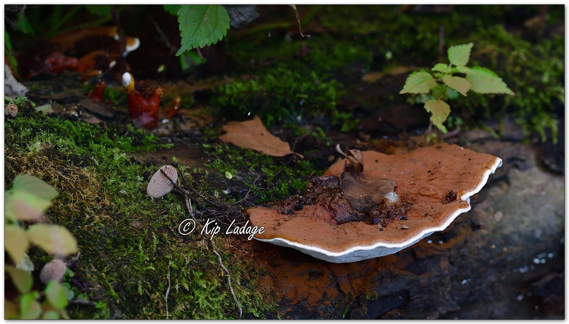 Artist's Conk - Image 1145617