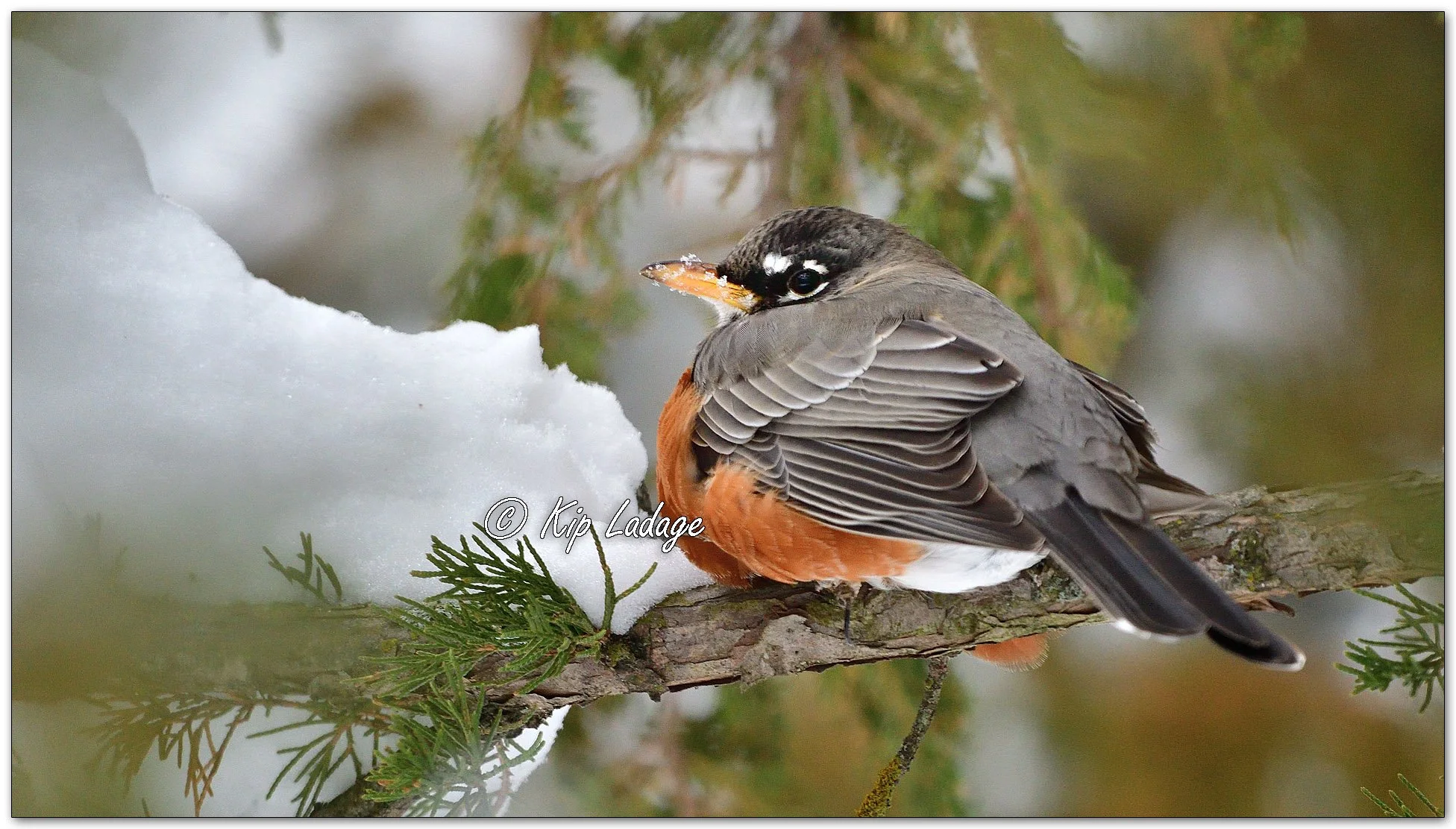 American Robin in Winter - Image 1047359