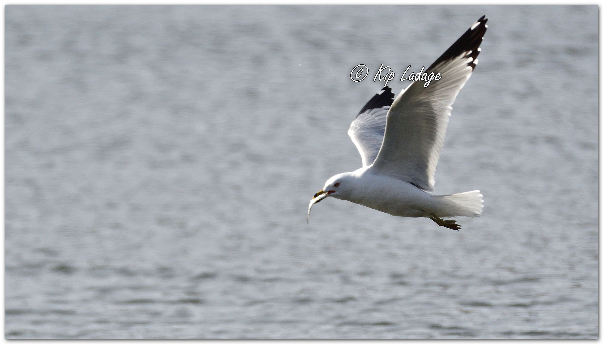 Ring-billed Gull - Image 1073838