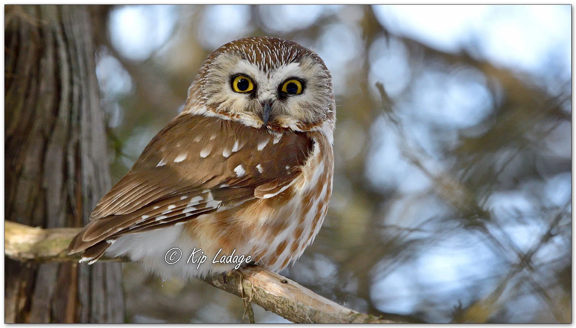 Saw-whet Owl - Image 1074008