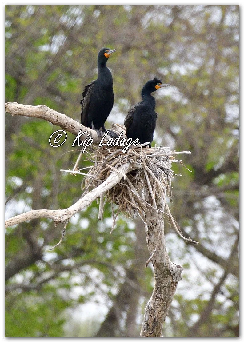 Double-crested Cormorants - Image 1095723