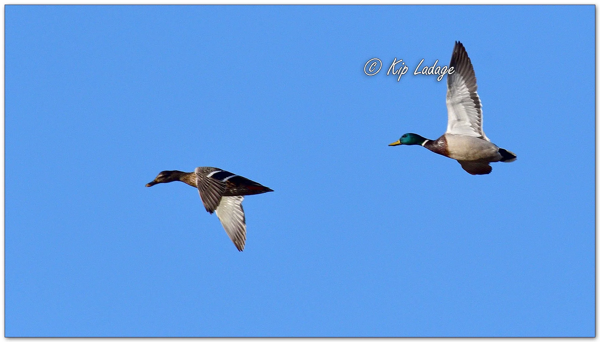 Mallards - Image 1071181
