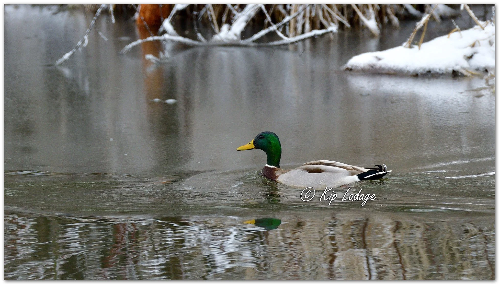 Mallards in Snow - Image 1073162