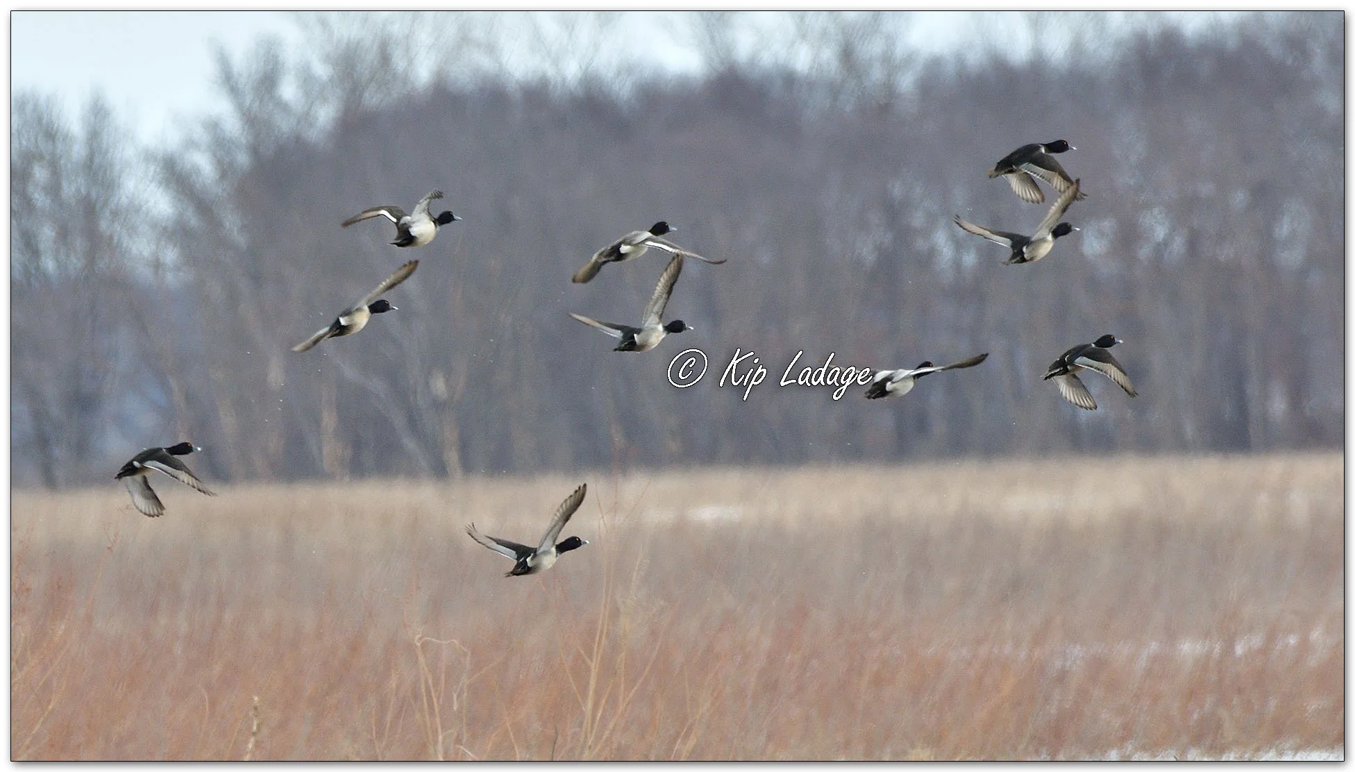 Rin-necked Ducks Taking Flight - Image 1067091