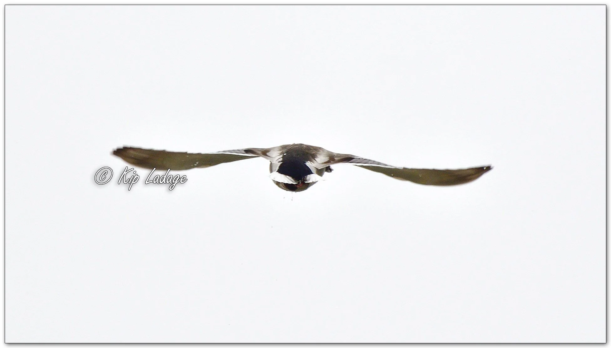 Mallard in Flight - Image 1072816