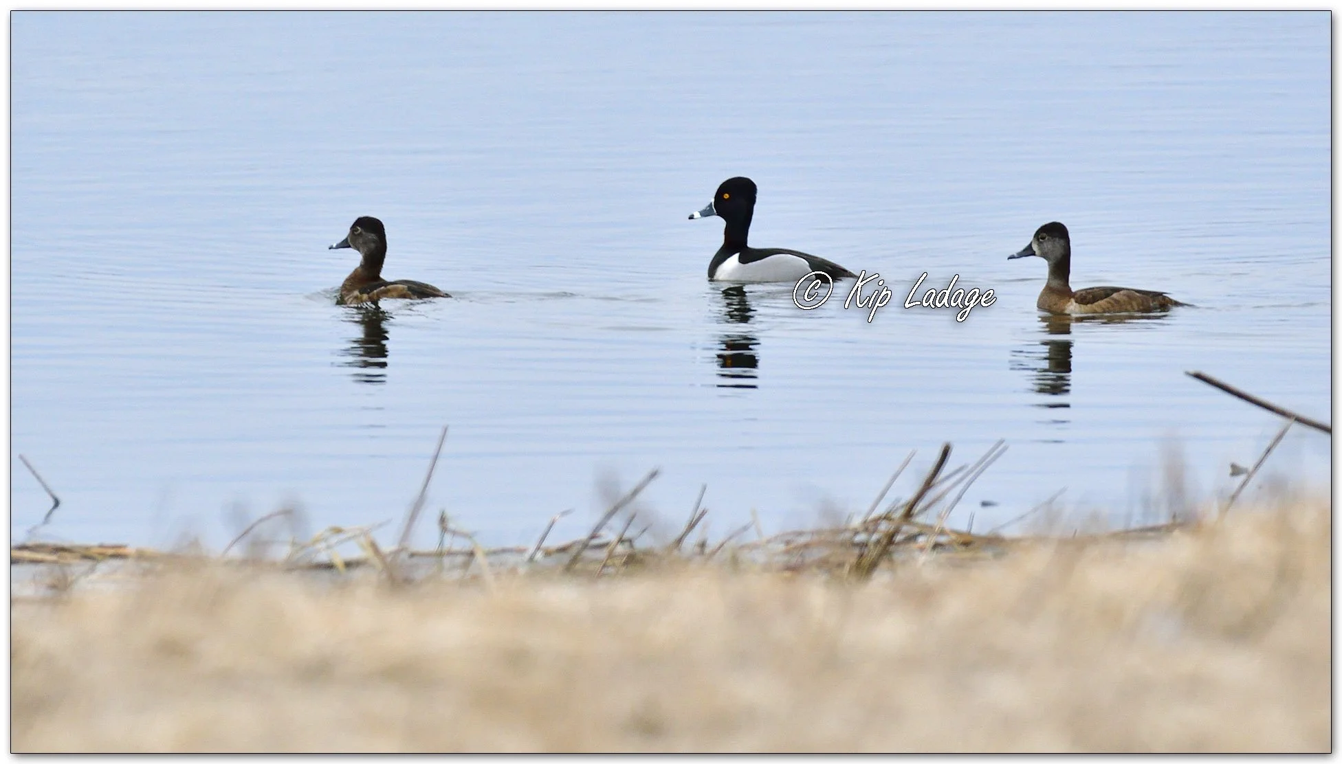 Ring-necked Ducks - Image 1072862
