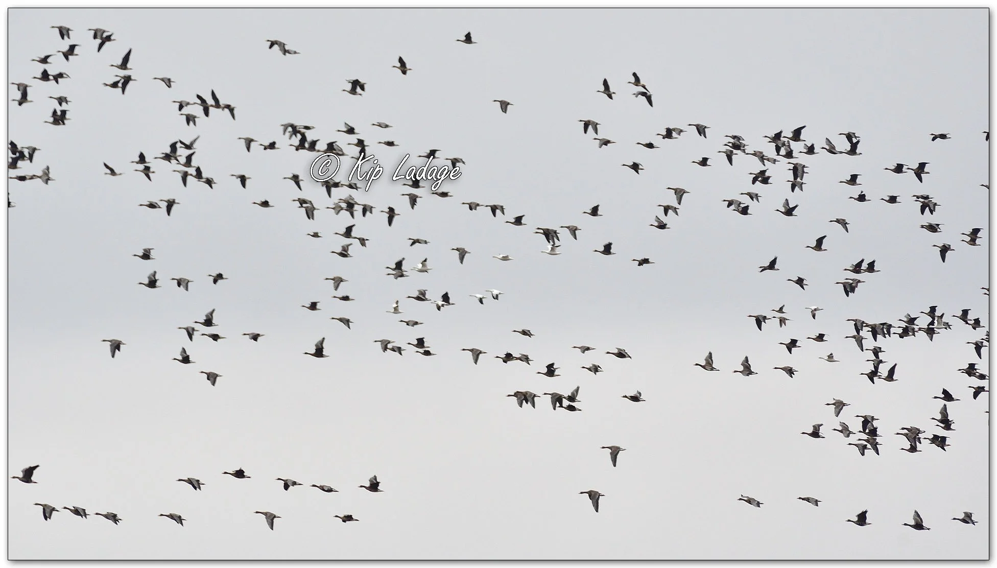 Greater White-fronted and Snow Geese - Image 1069490