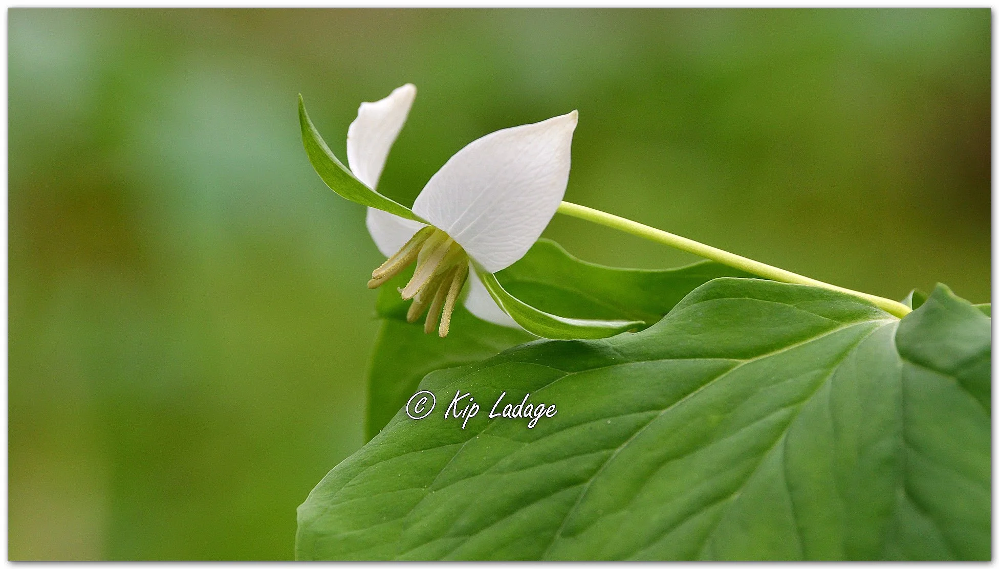 Nodding Trillium - Image 1091782
