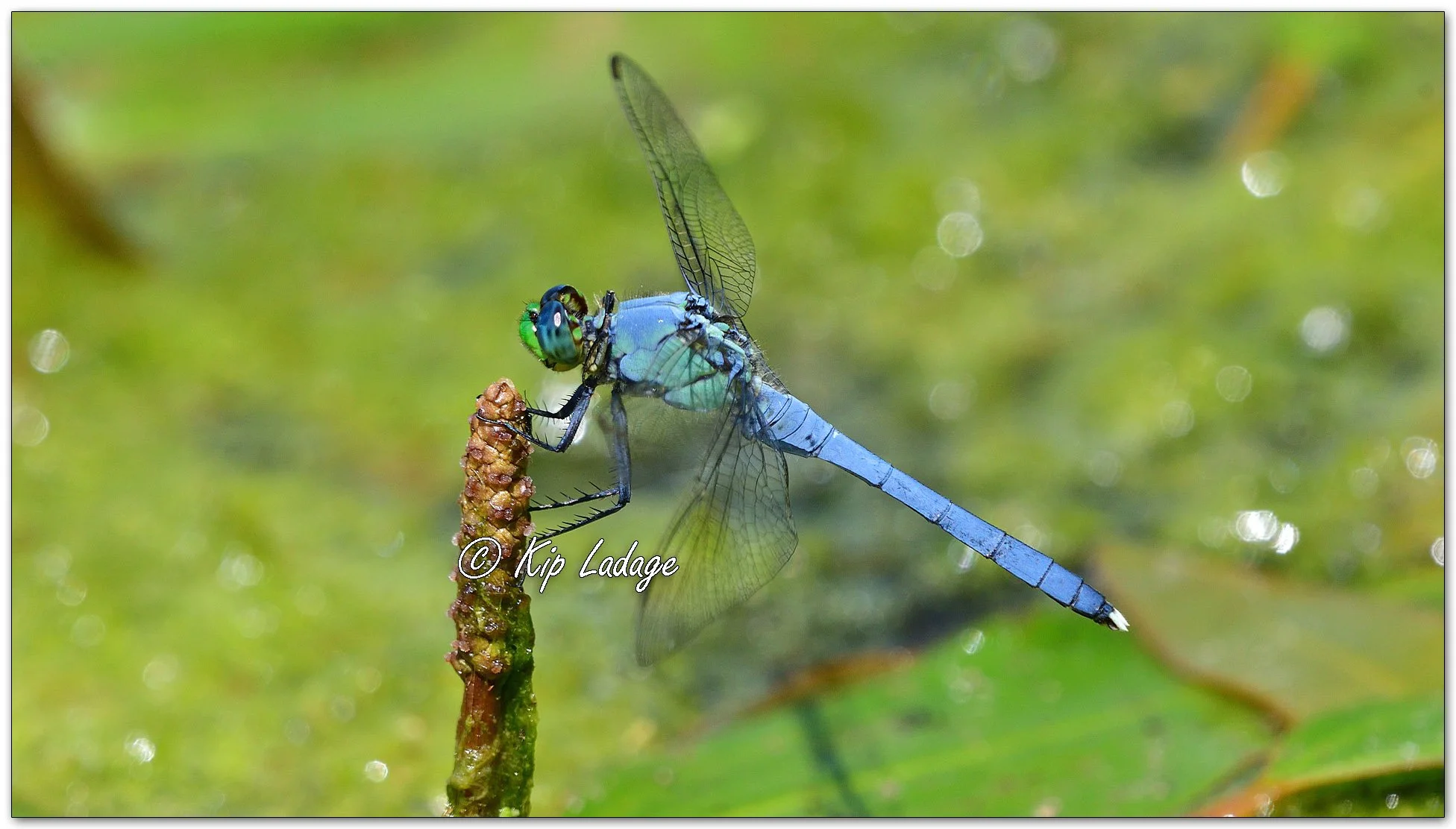 Eastern Pondhawk Dragonfly - Image 1121650