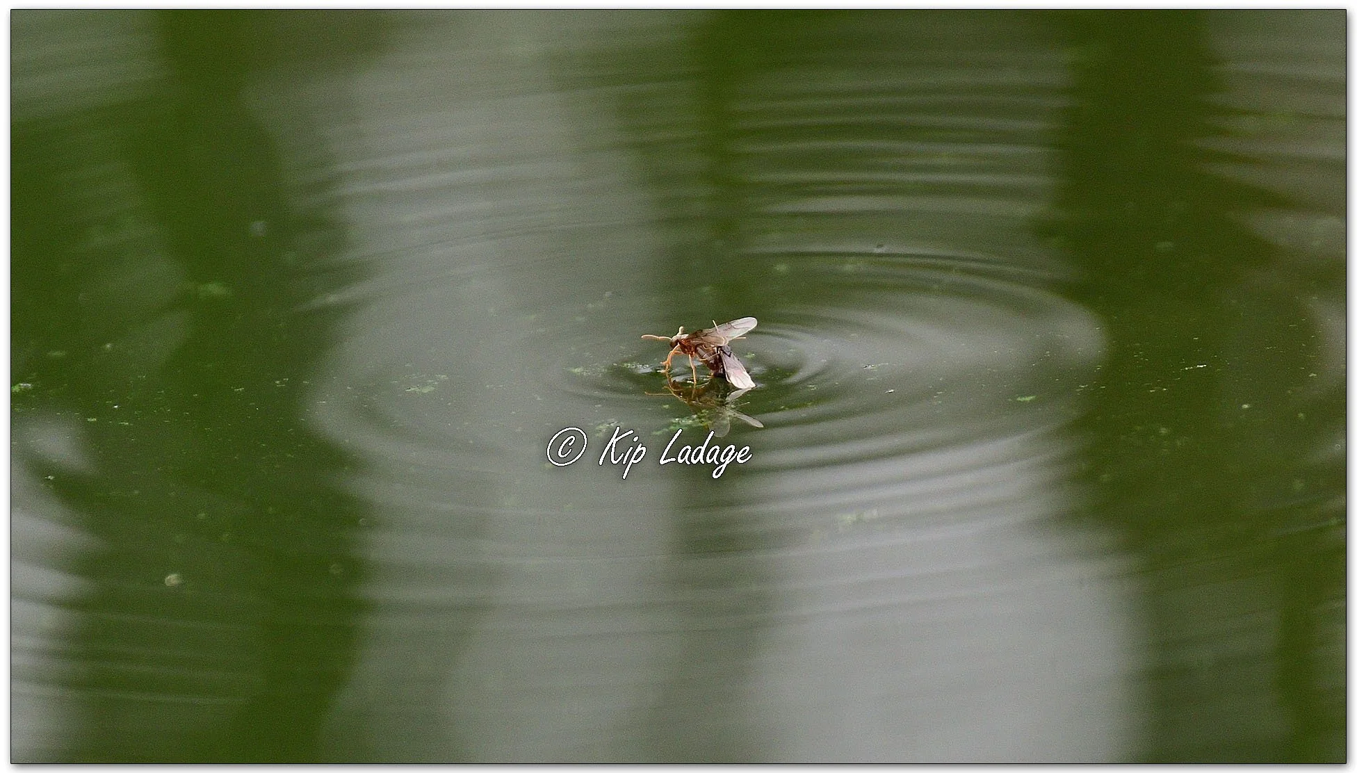 Black Garden Ant on Water - Image 1150111