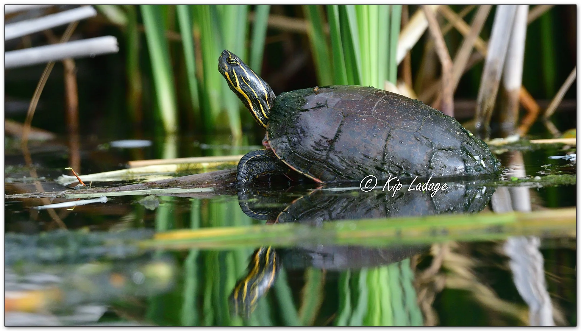 Painted Turtle - Image 1110838
