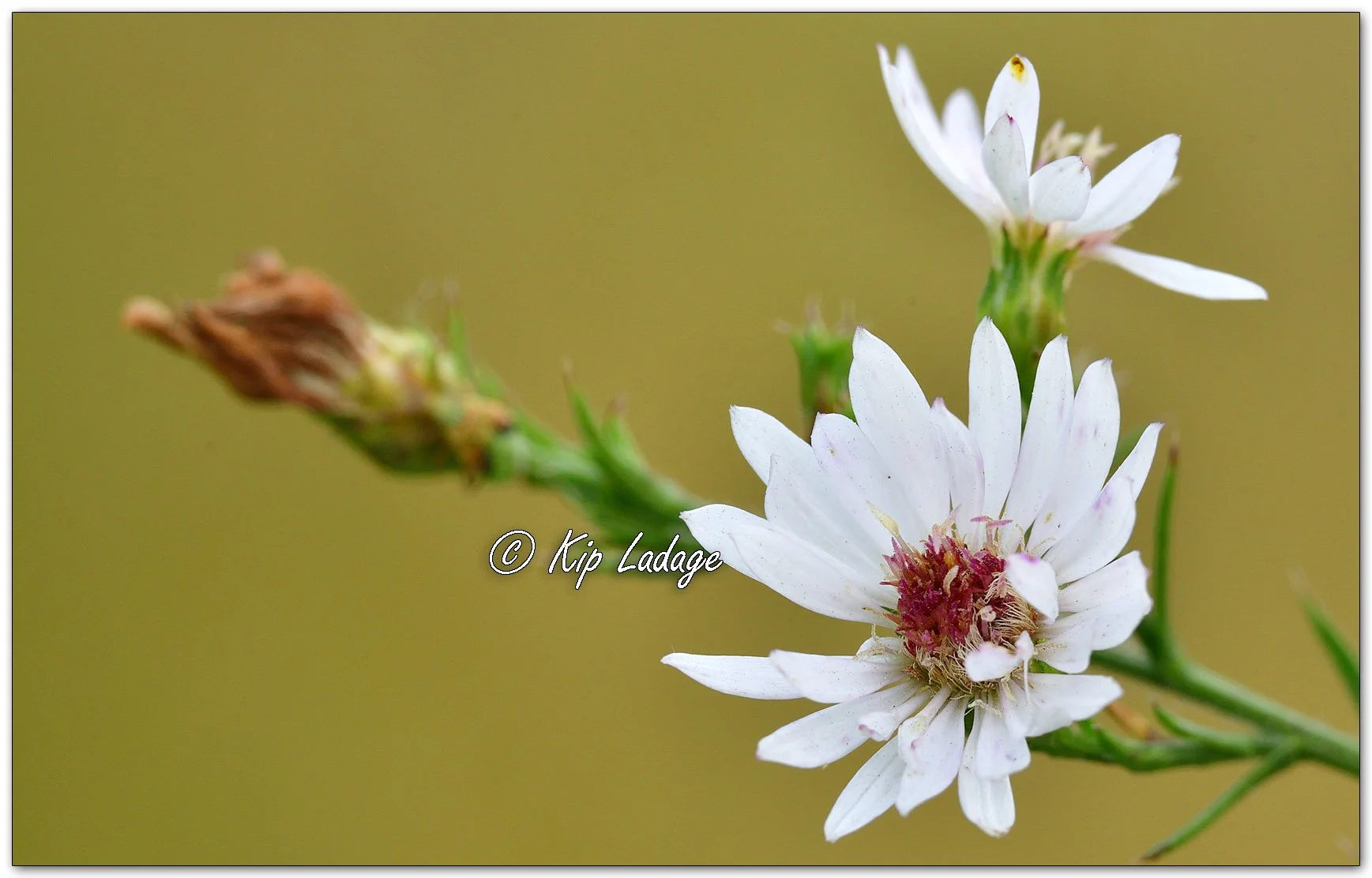 Hairy Aster - Image 1161100