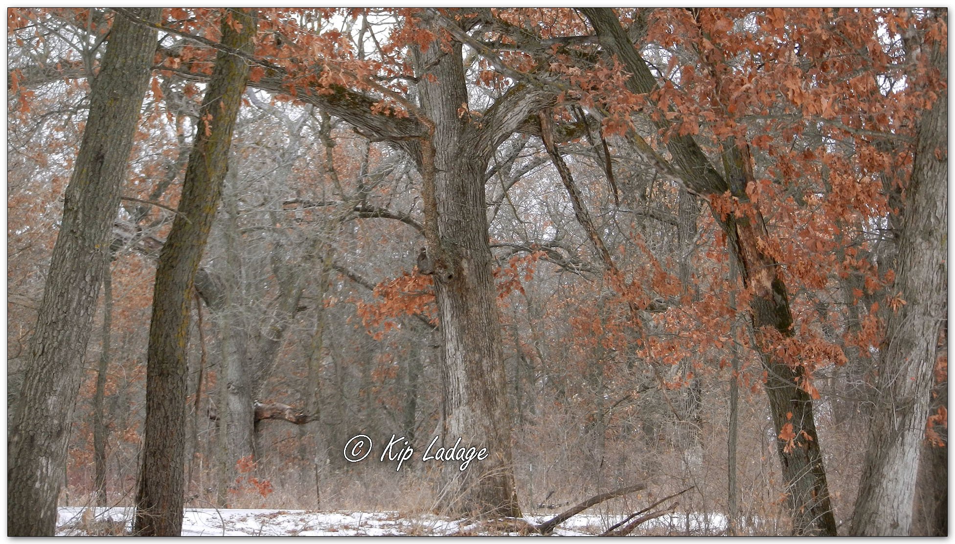 Red Oaks in Winter - Image 1054547