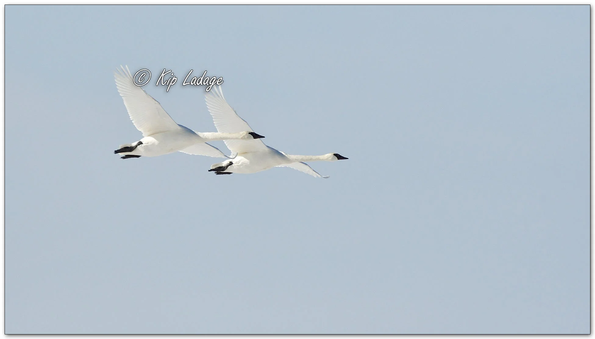 Trumpeter Swans in Flight - Image 1062312