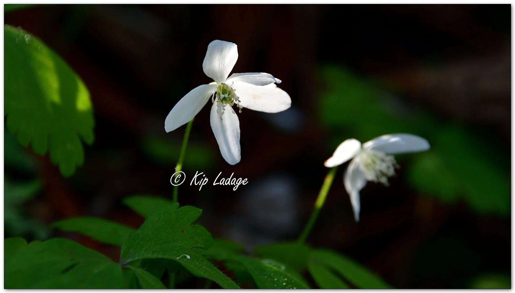 Wood Anemone - Image 1094689
