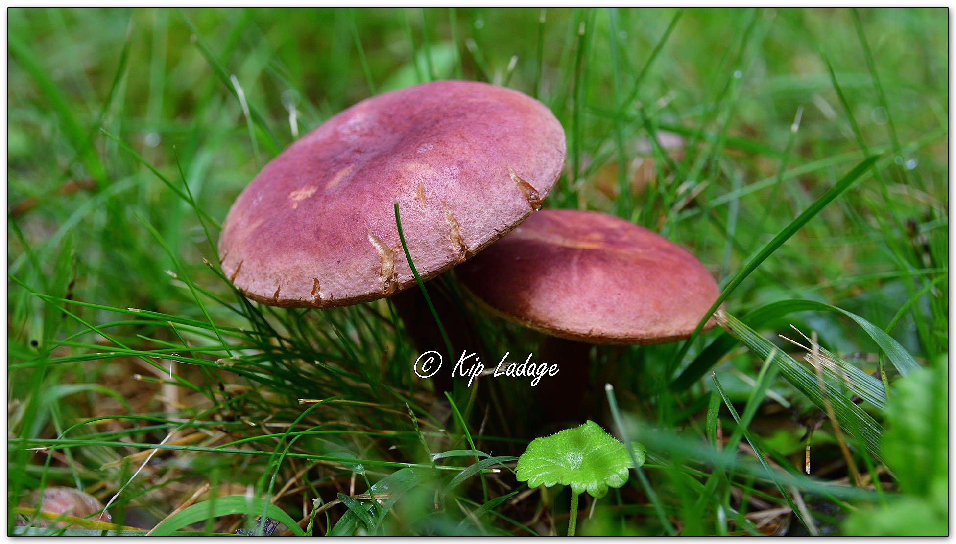 Ruby Bolete - Image 1154631