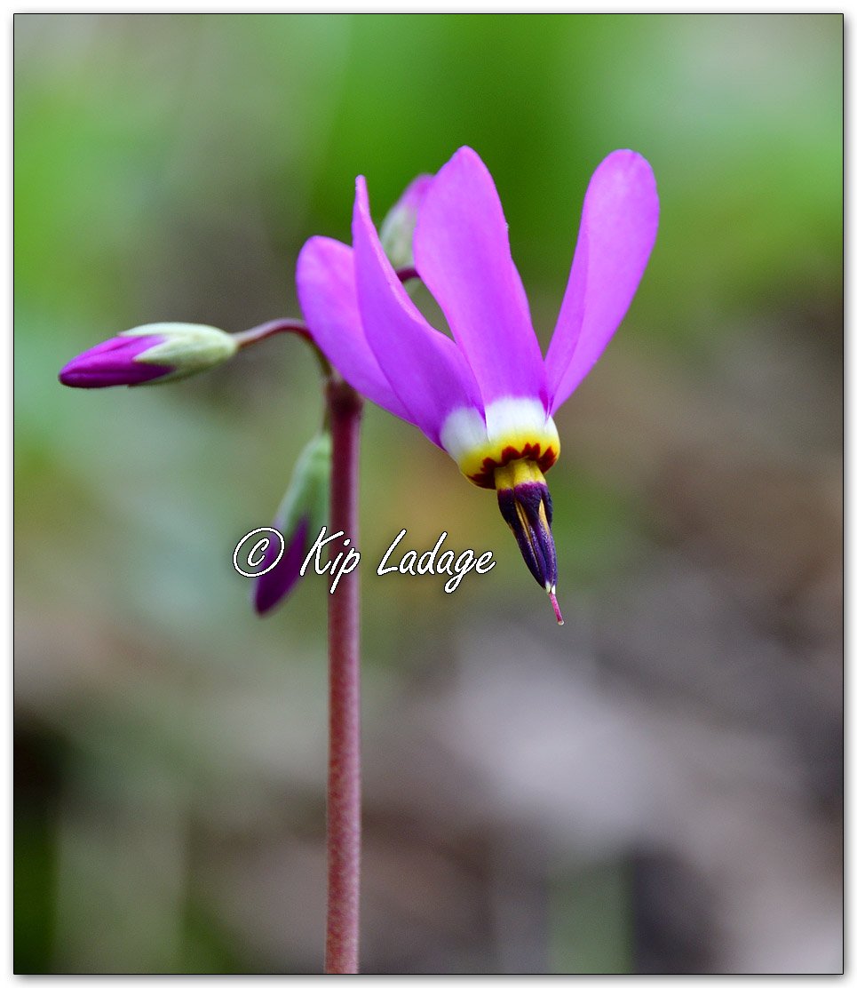 Jeweled Shooting Stars - Image 1089829