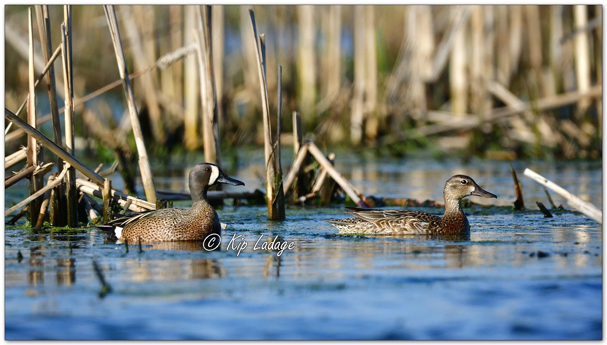 Blue-winged Teal - Image 1092566
