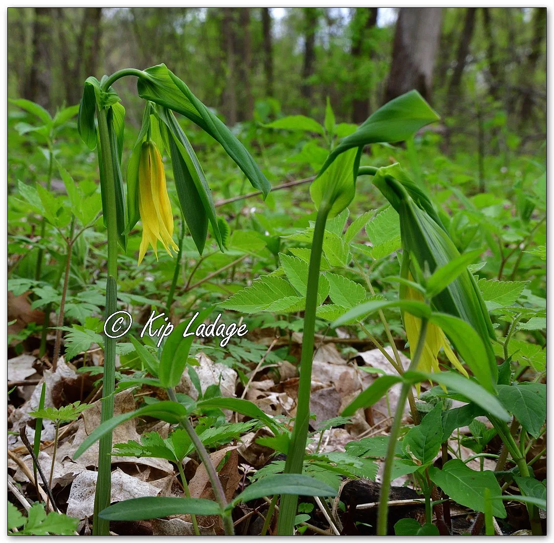 Large-flowered Bellwort - Image 1091699