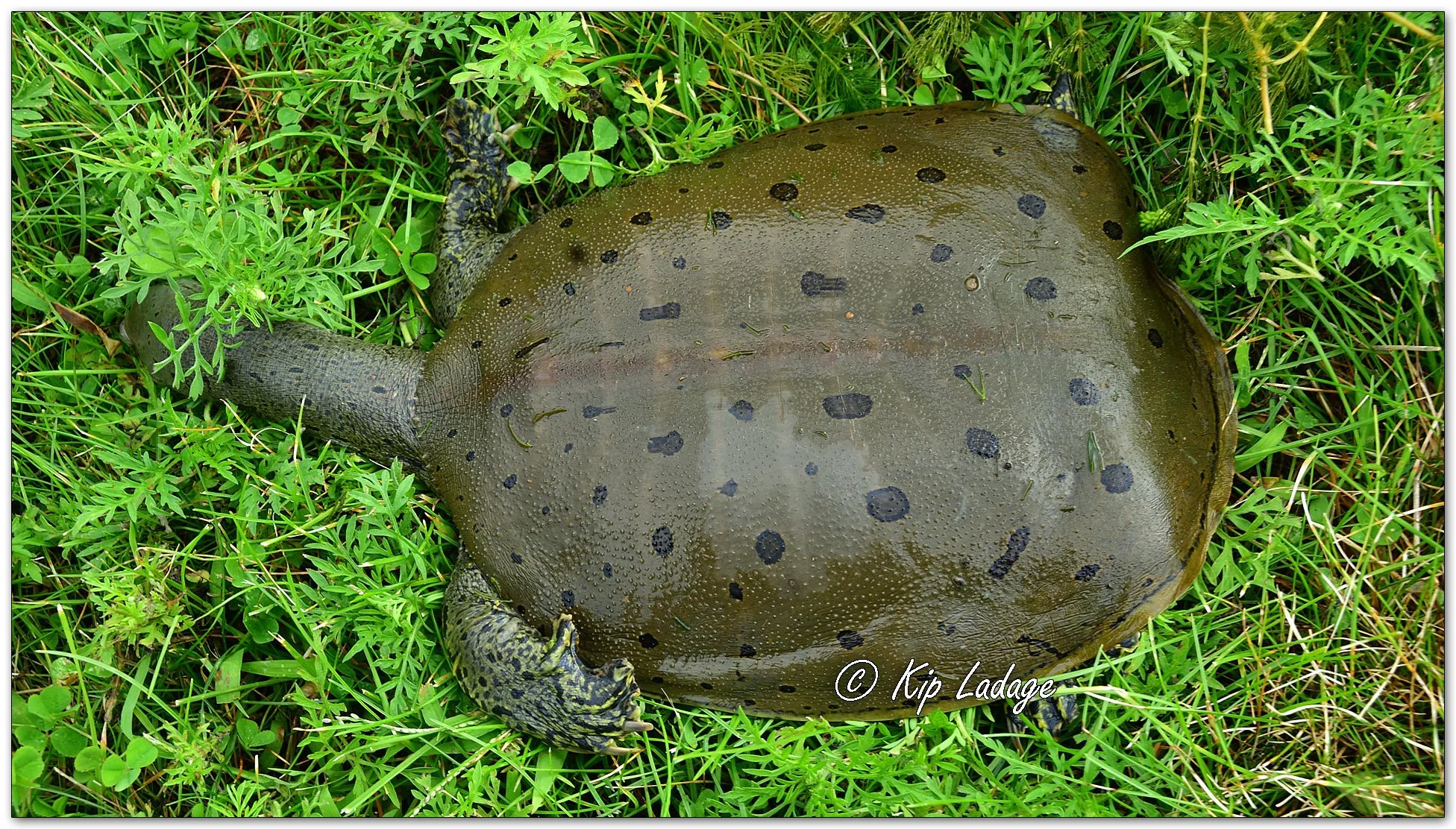 Dead Spiny Softshell Turtle - Image 1136259