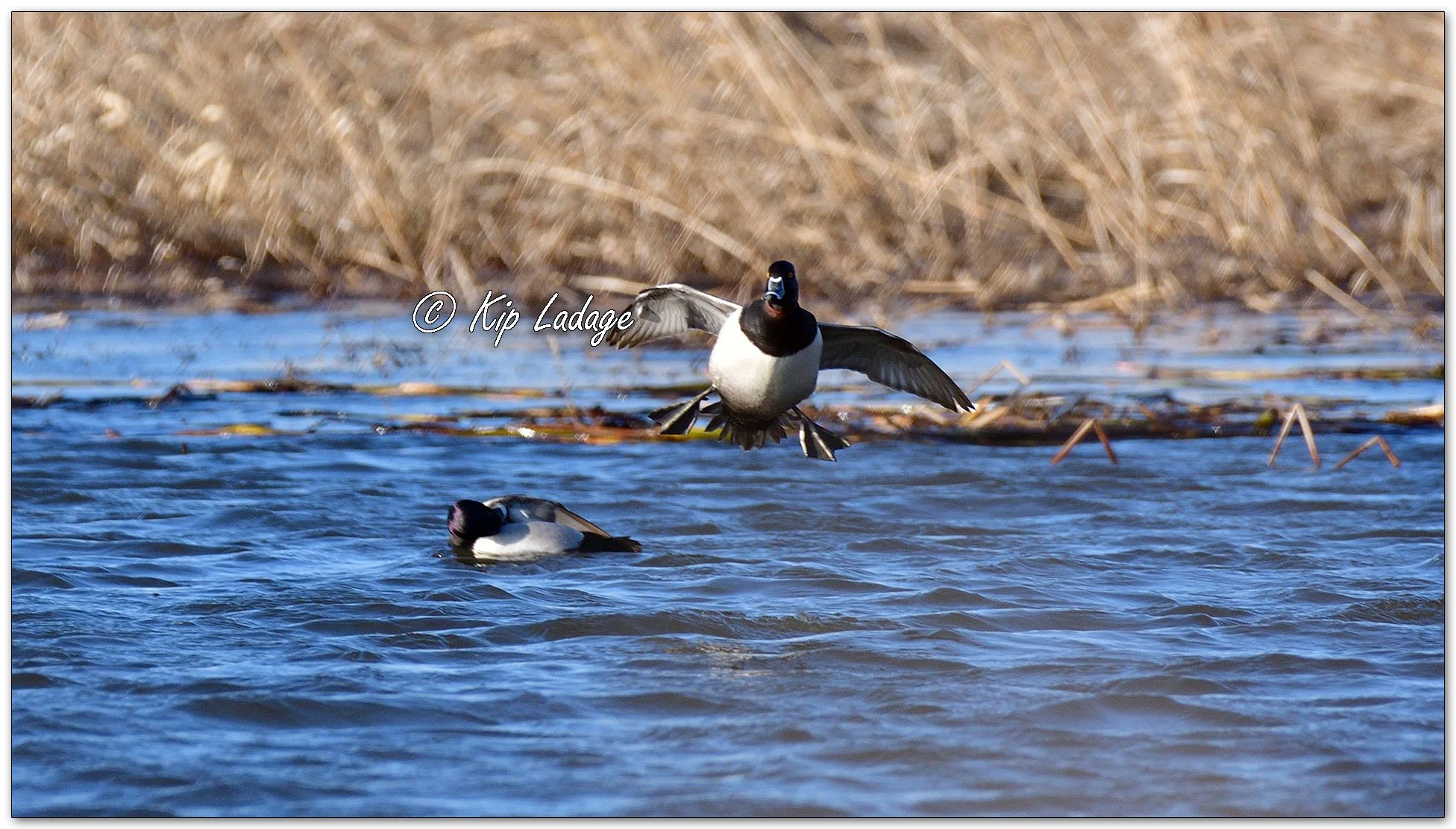 Ring-necked Ducks - Image 1071489