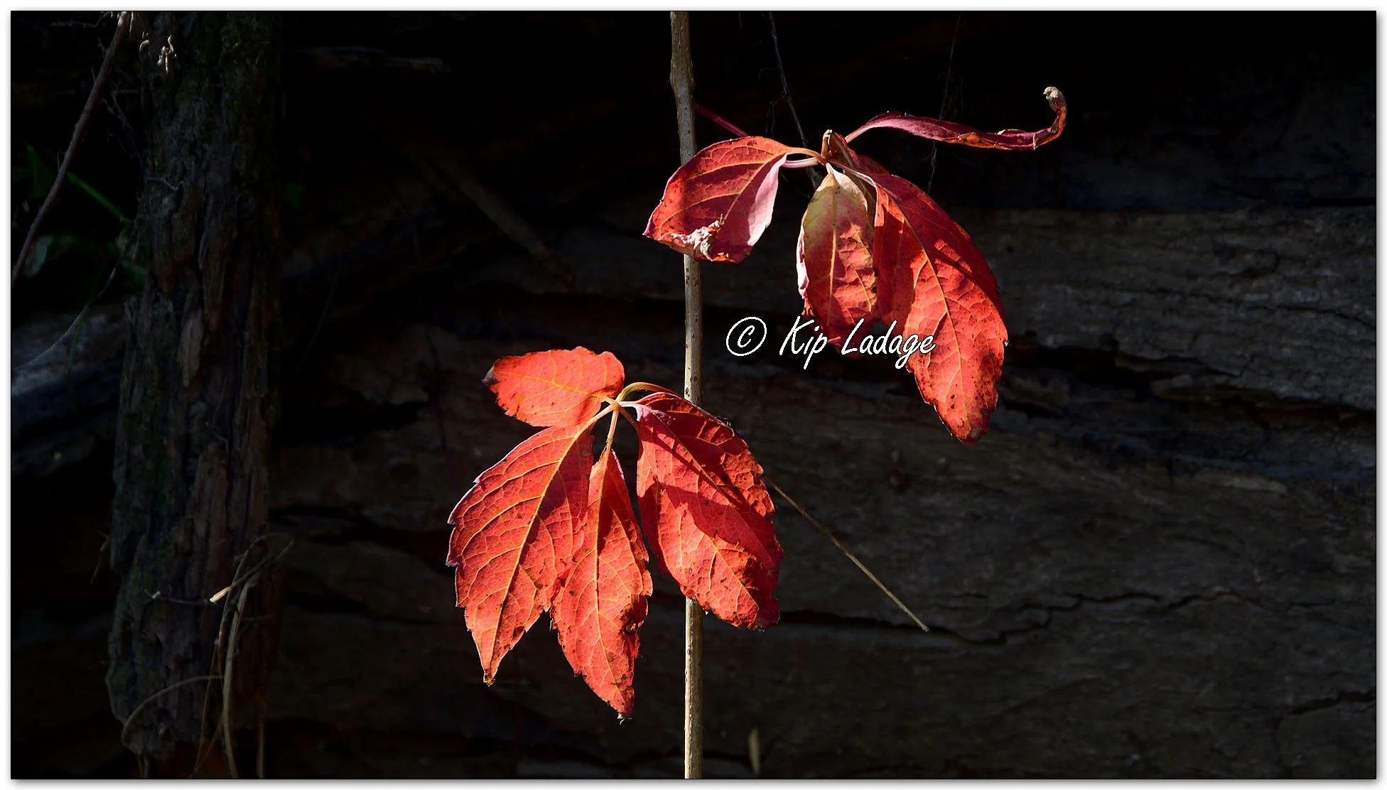Autumn Virginia Creeper - Image 1162272
