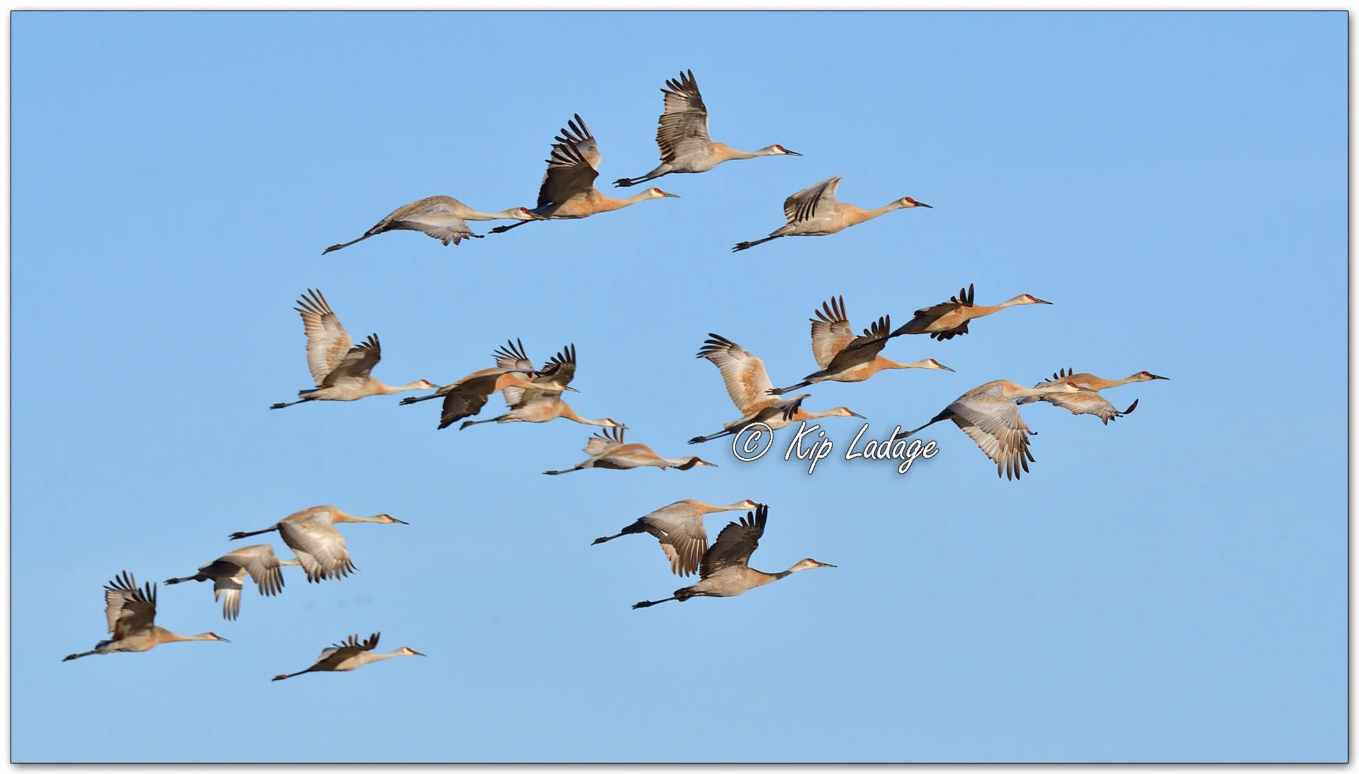 Sandhill Cranes - Image 1076325