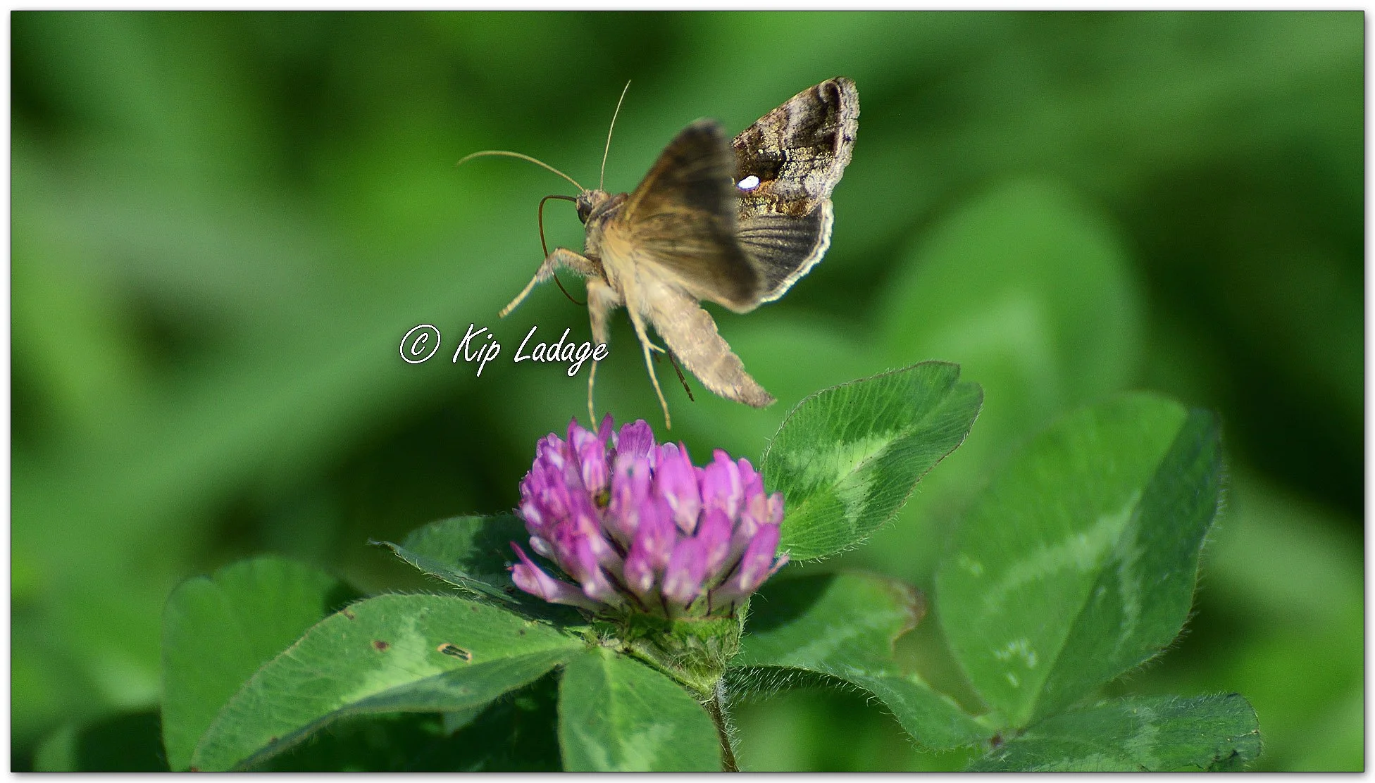 Soybean Looper Moth - Image 1151967