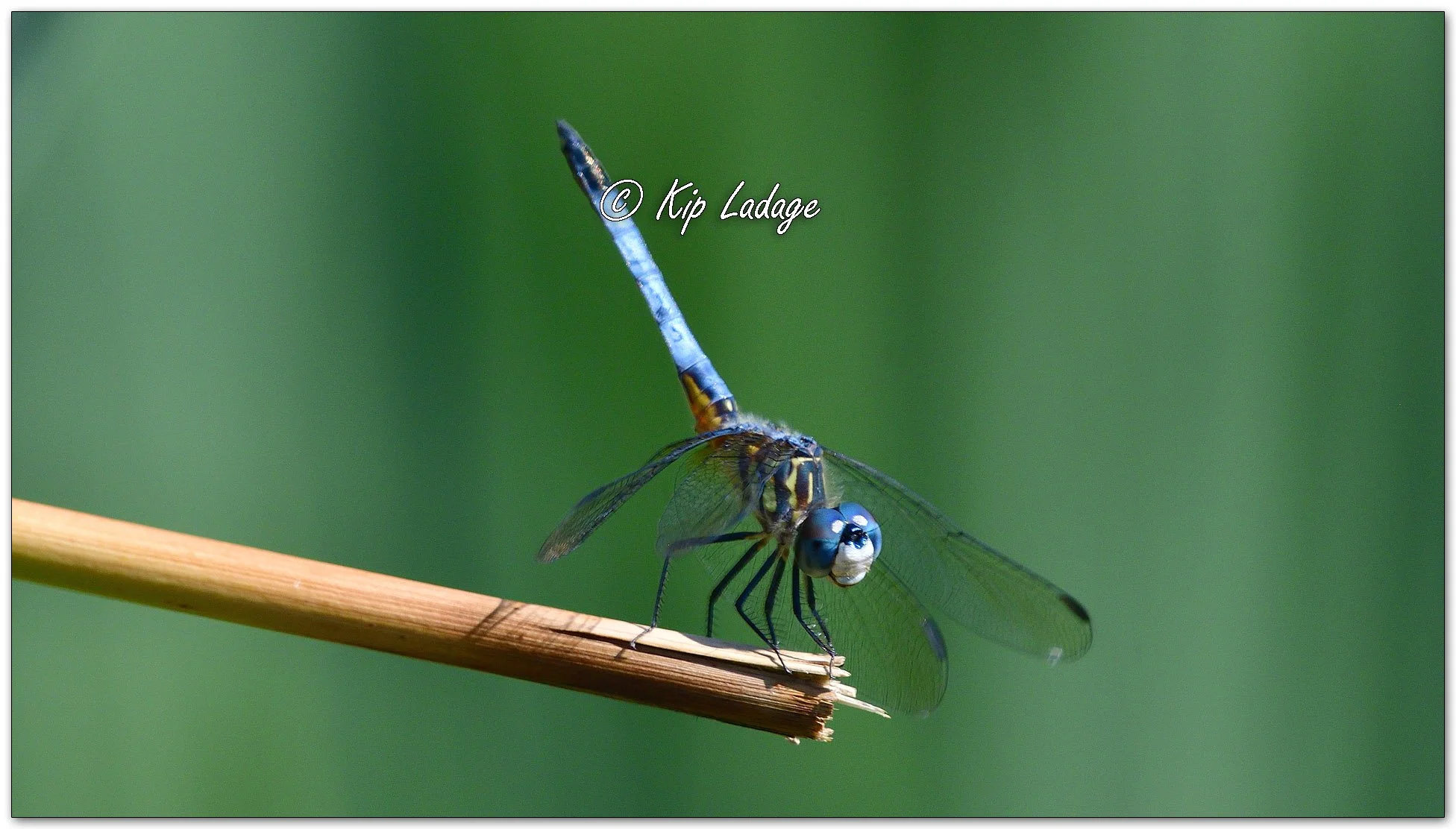 Blue Dasher Dragonfly - Image 1121157