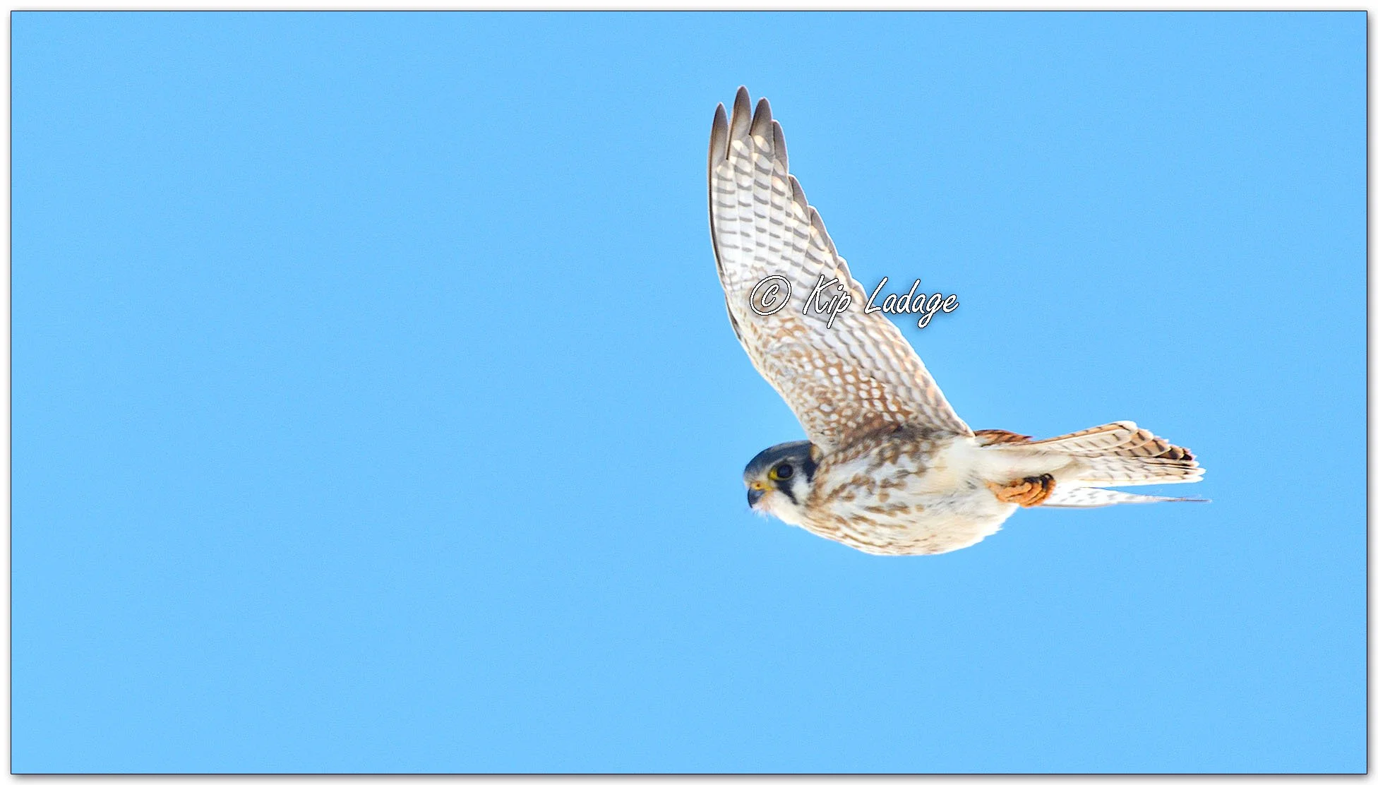 Male American Kestrel - Image 1062096