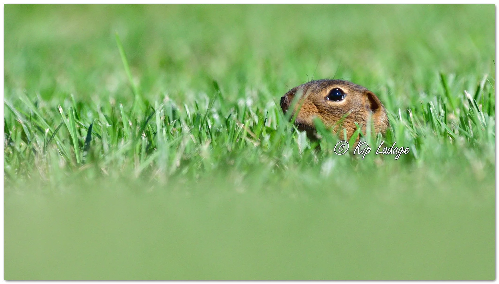 Thirteen-lined Ground Squirrel - Image 1141629