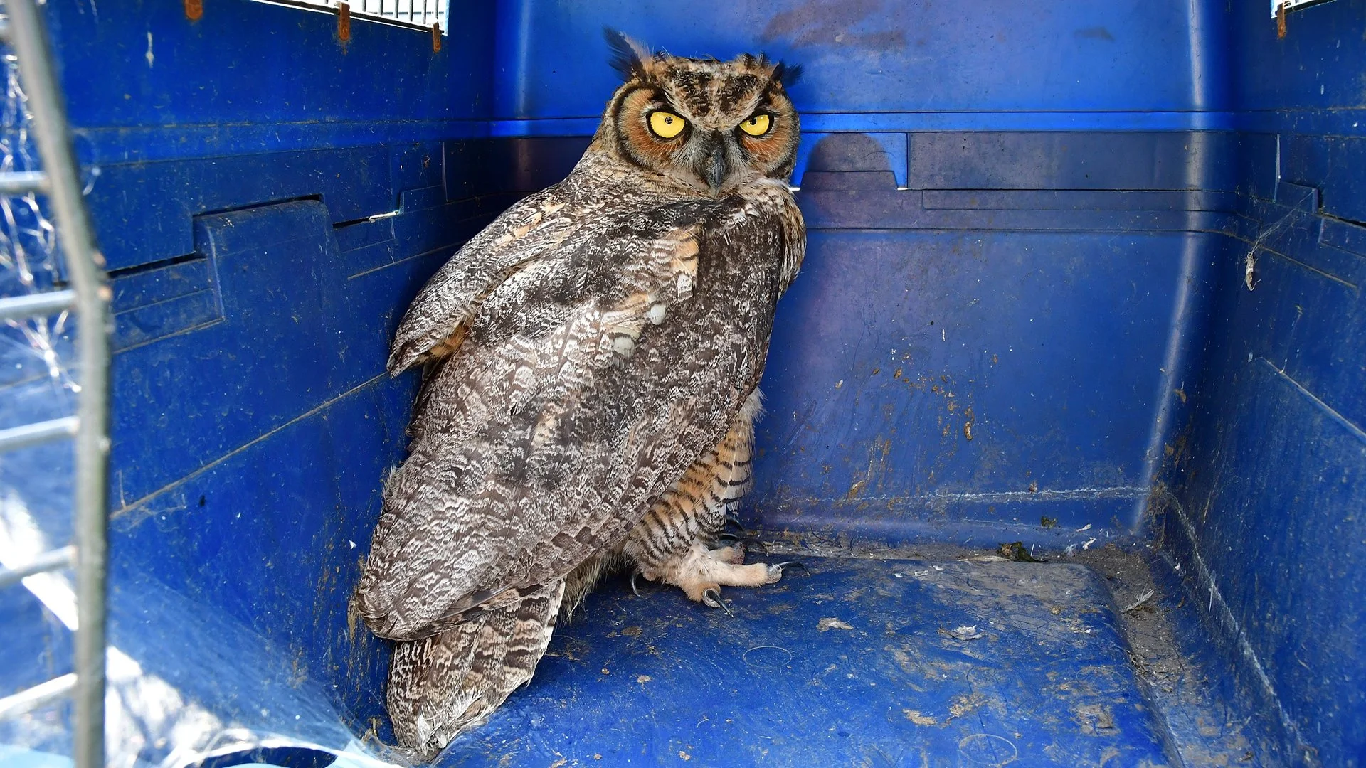 Great Horned Owl - Image 1131607