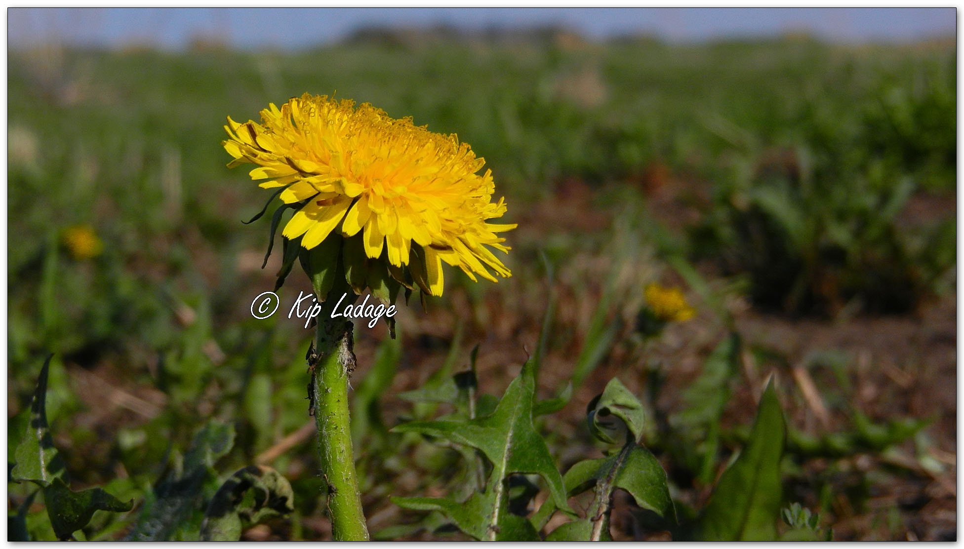 Dandelion - Image 1090977
