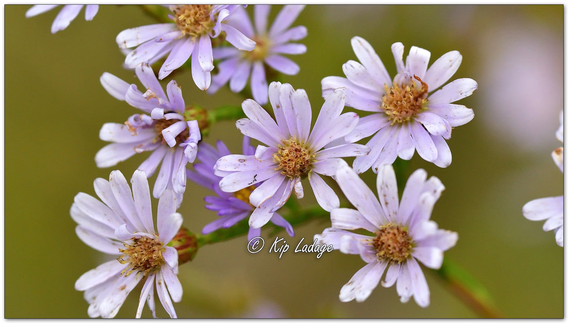 Smooth Blue Aster - Image 1151796