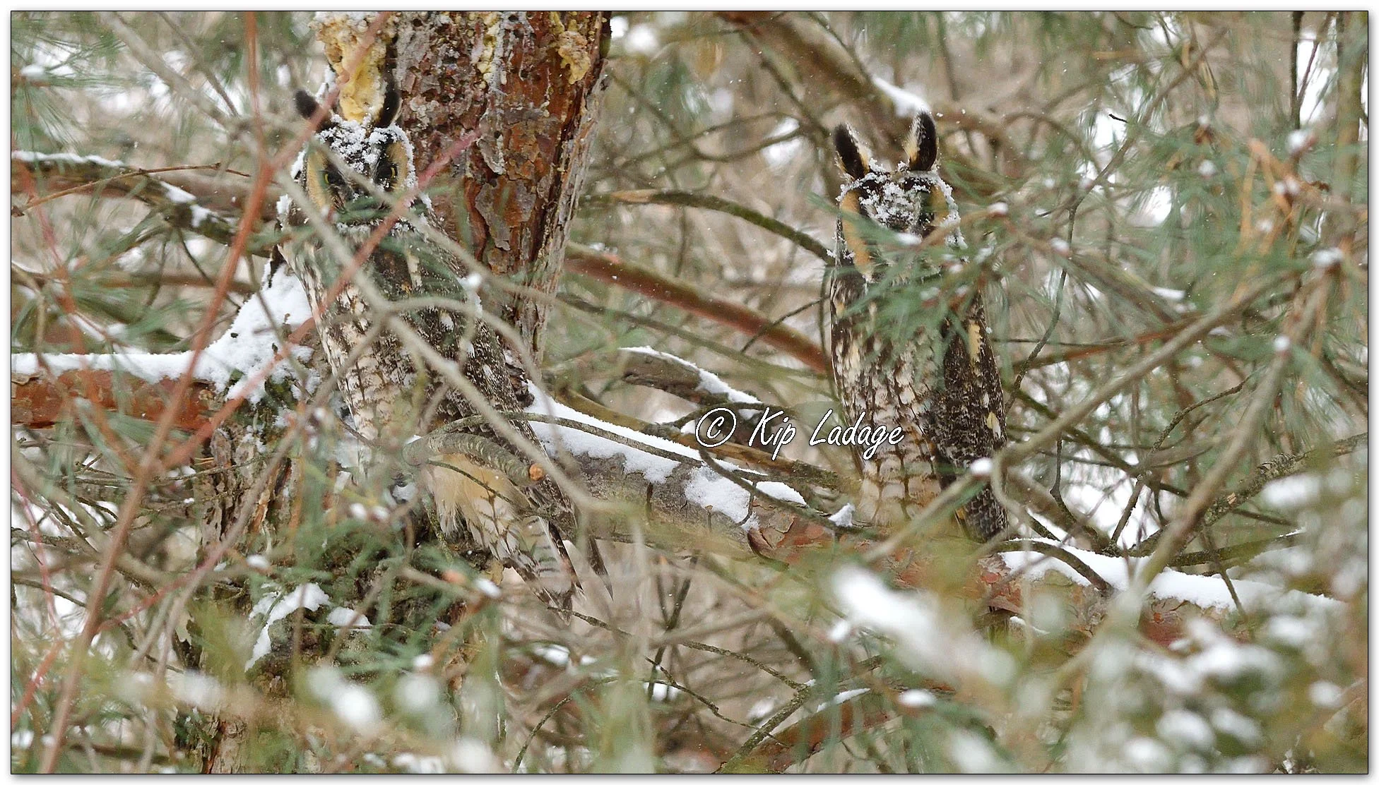 Long-eared Owls - Image 1058643