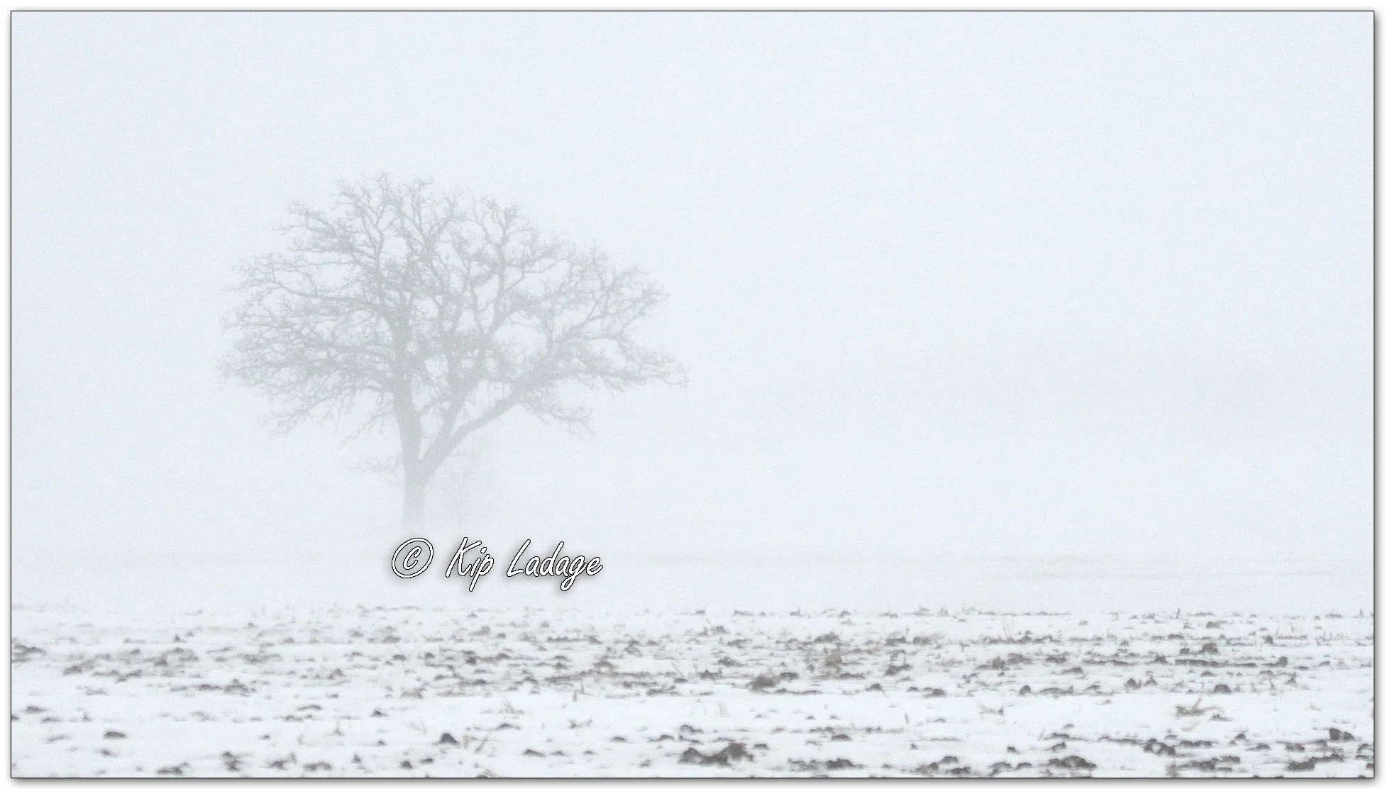 Lone Tree in Blizzard - Image 1051257