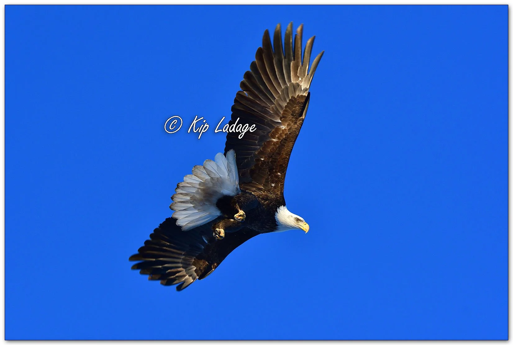 Bald Eagle in Spruce Tree - image 1057454