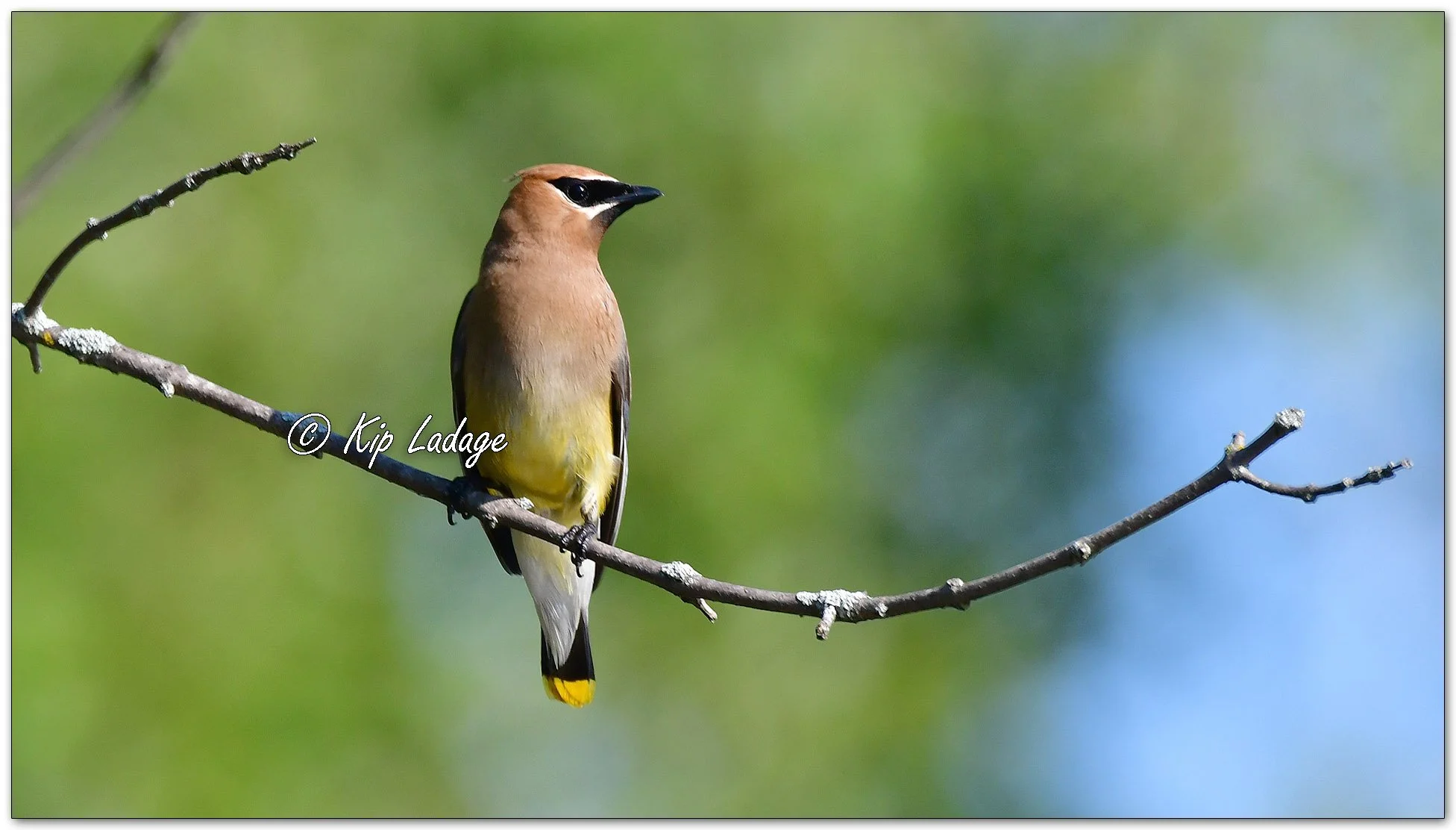 Cedar Waxwing - Image 1138705