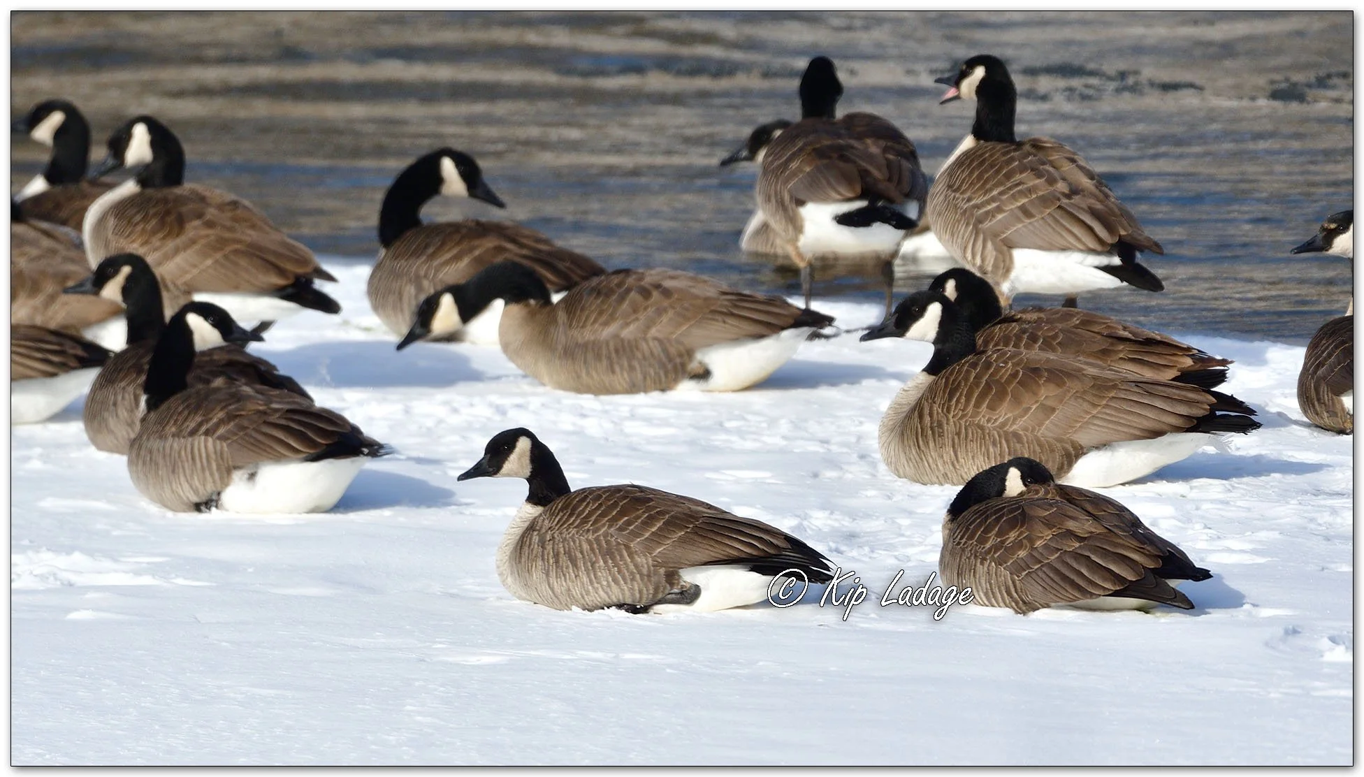 Canada Geese in Snow - Image 1059074