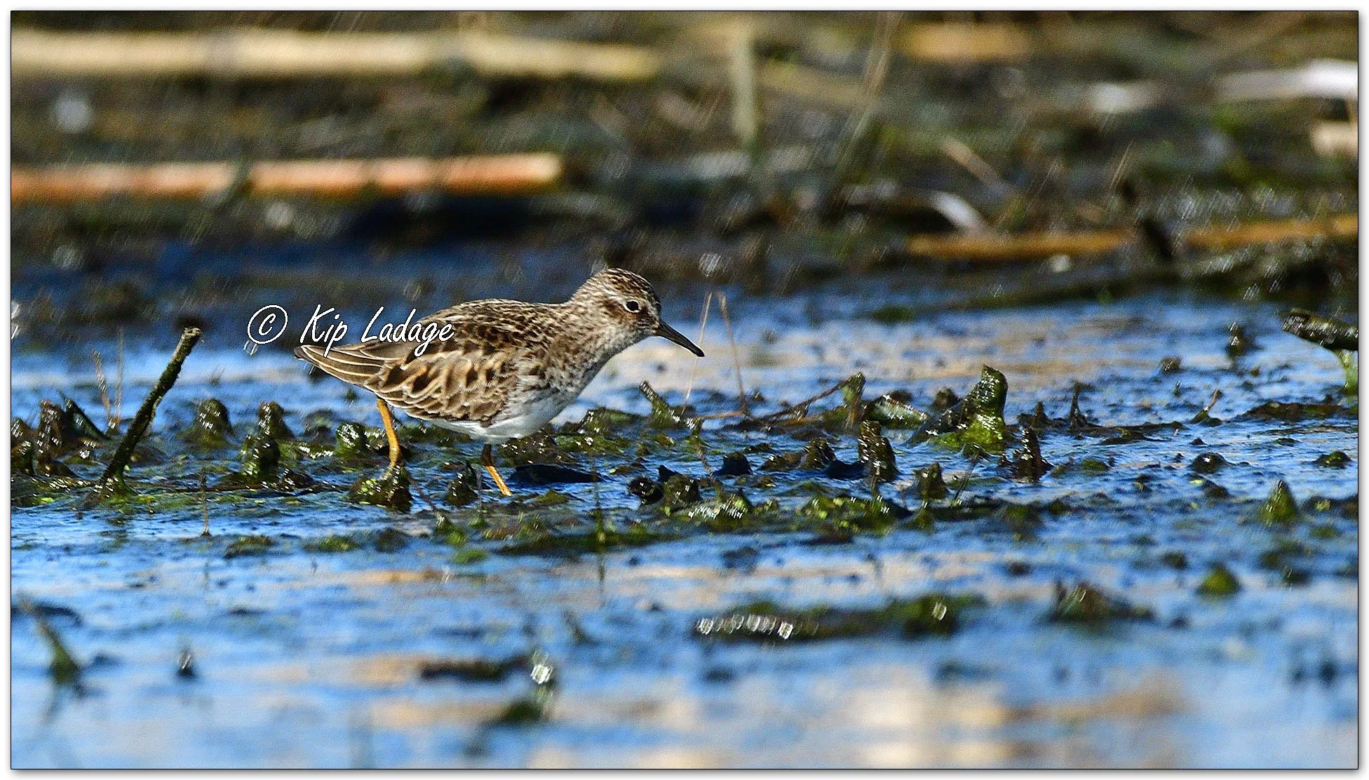 Least Sandpiper - Image 1092594