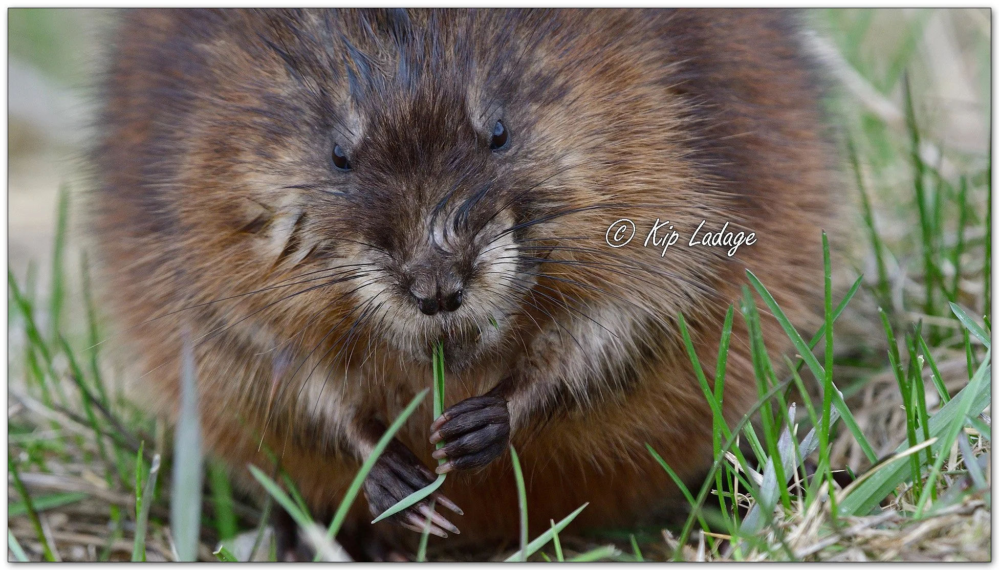 Muskrat - Close - Image 1086343